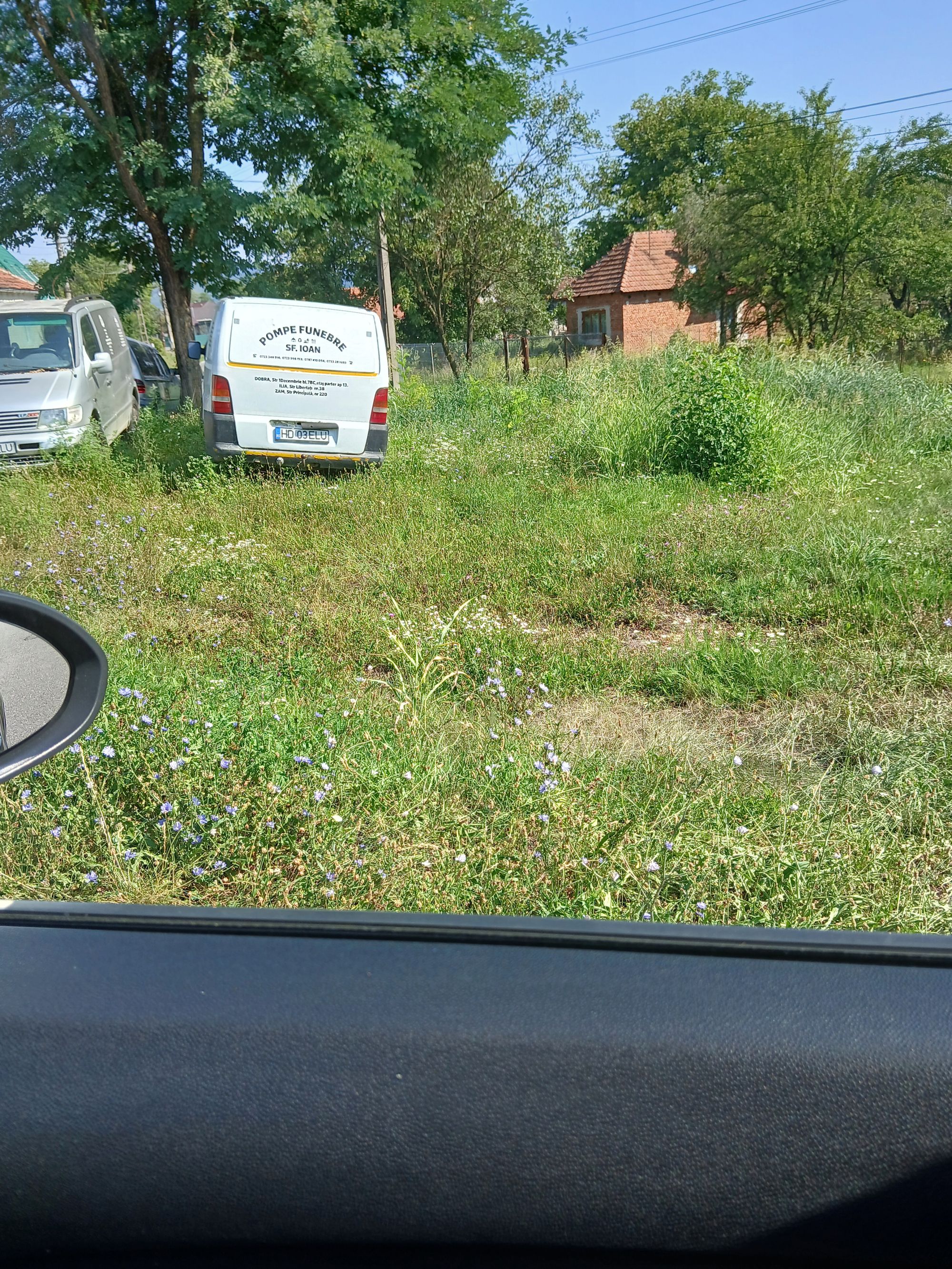 Ambrozie in DJ688 13, Dobra, Comuna Dobra, Județul Hunedoara - 20250817_104400.jpg