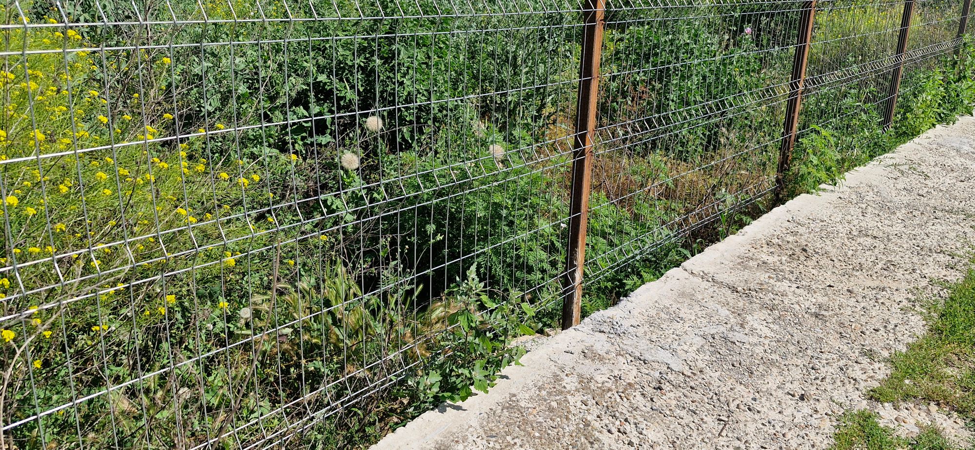 Ambrozie in Strada Logofăt Tăutu 16, Galați, Municipiu Galați, Județul Galați - 20260619_160718.jpg