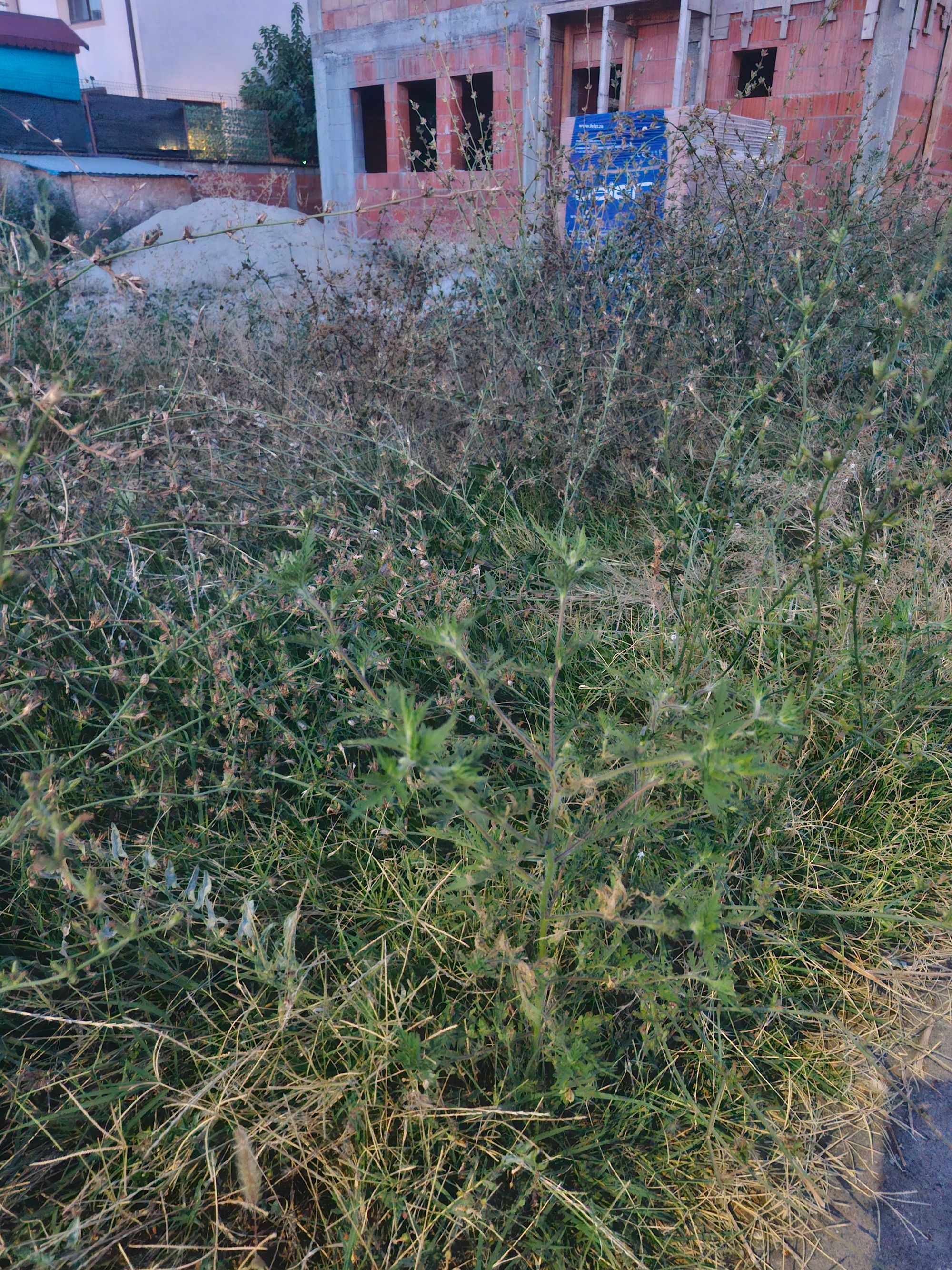 Ambrozie in Strada Dealului 3, Bragadiru, Oraș Bragadiru, Județul Ilfov