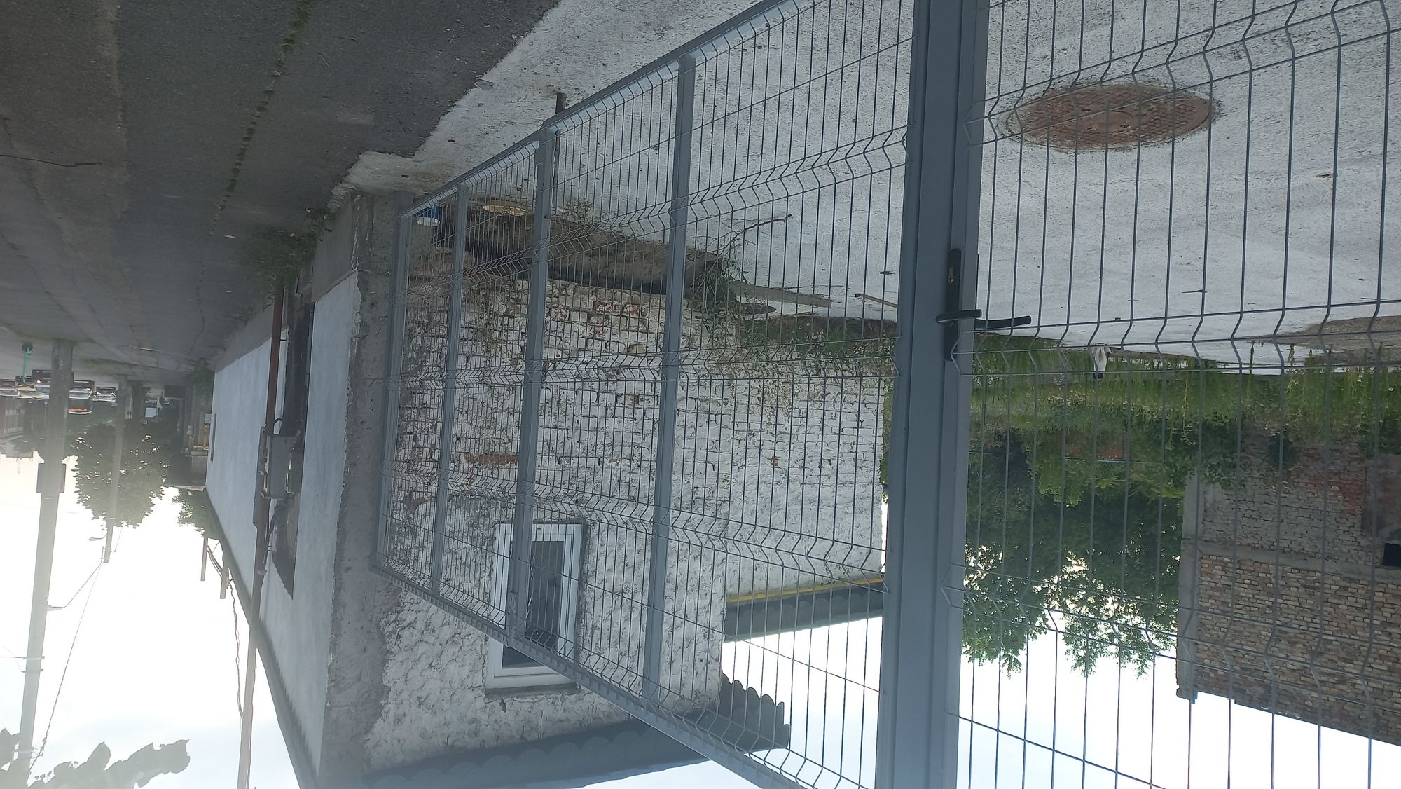 Ambrozie in București, Municipiul București - 20230804_180659.jpg