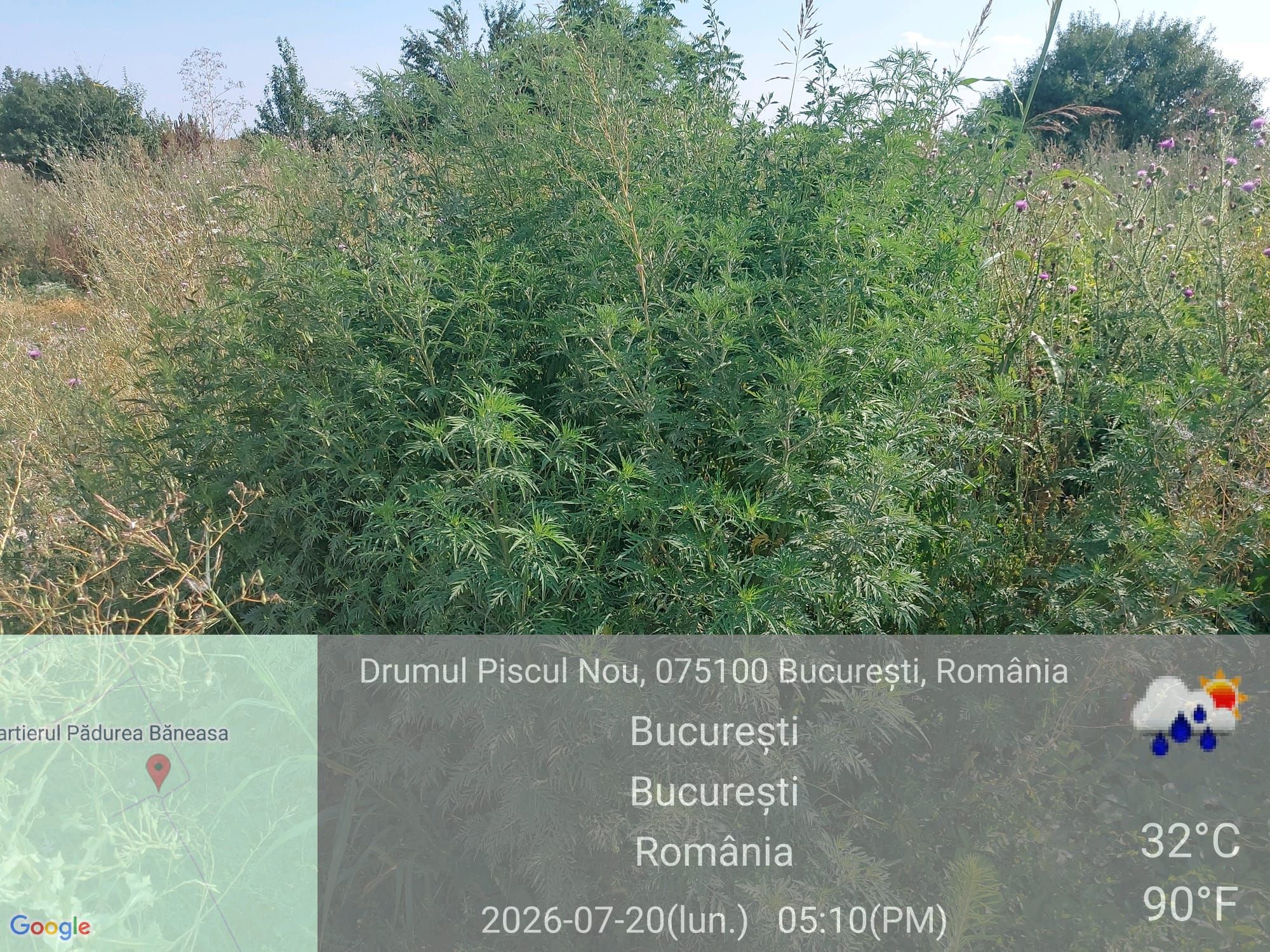 Ambrozie in Drumul Piscul Nou, București, Municipiul București