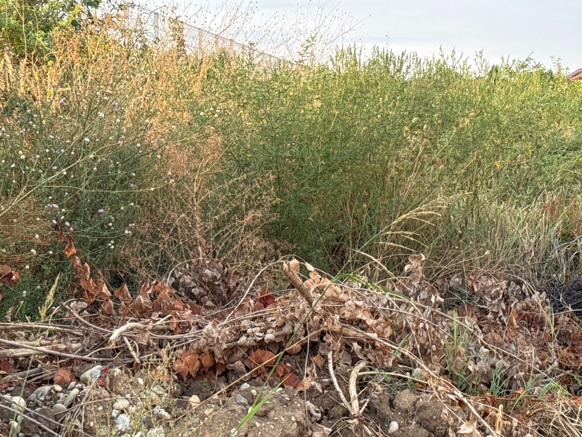 Ambrozie in Strada Cetinei 077090, Domnești, Comuna Domnești, Județul Ilfov