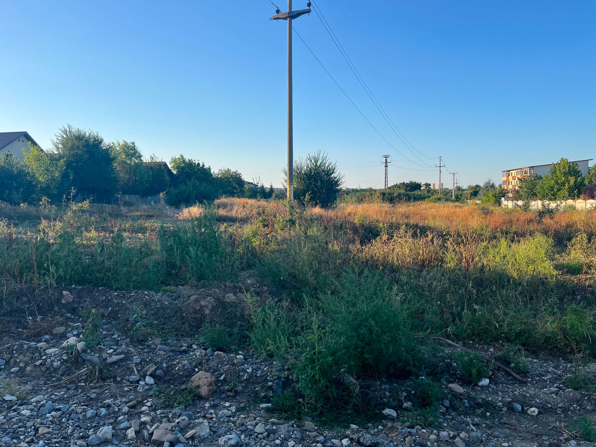 Ambrozie in Strada Agronomilor 19, Lunca Cetățuii, Comuna Ciurea, Județul Iași