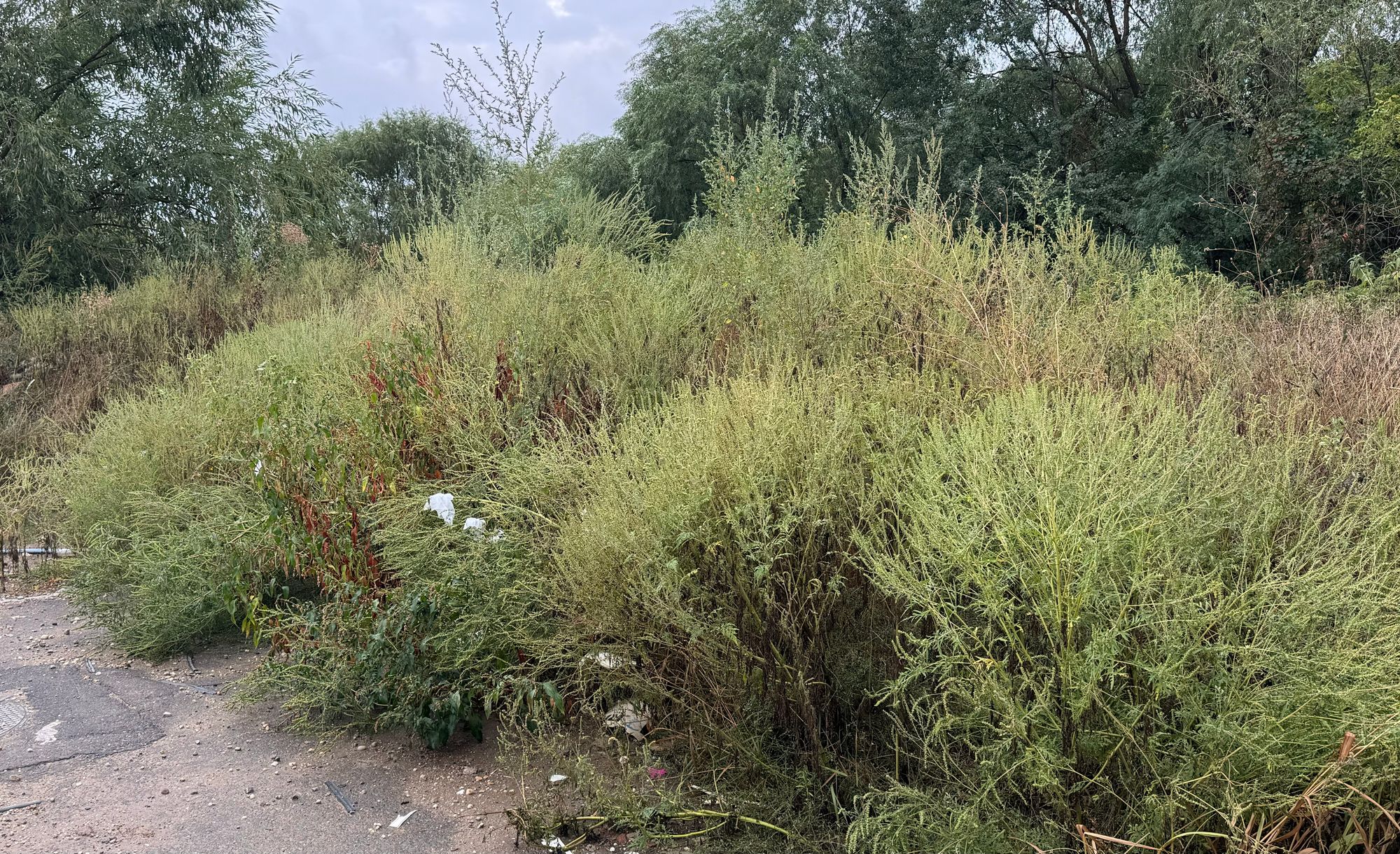 Ambrozie in Strada Lemnarilor 144, București, Municipiul București - IMG_4841.jpeg