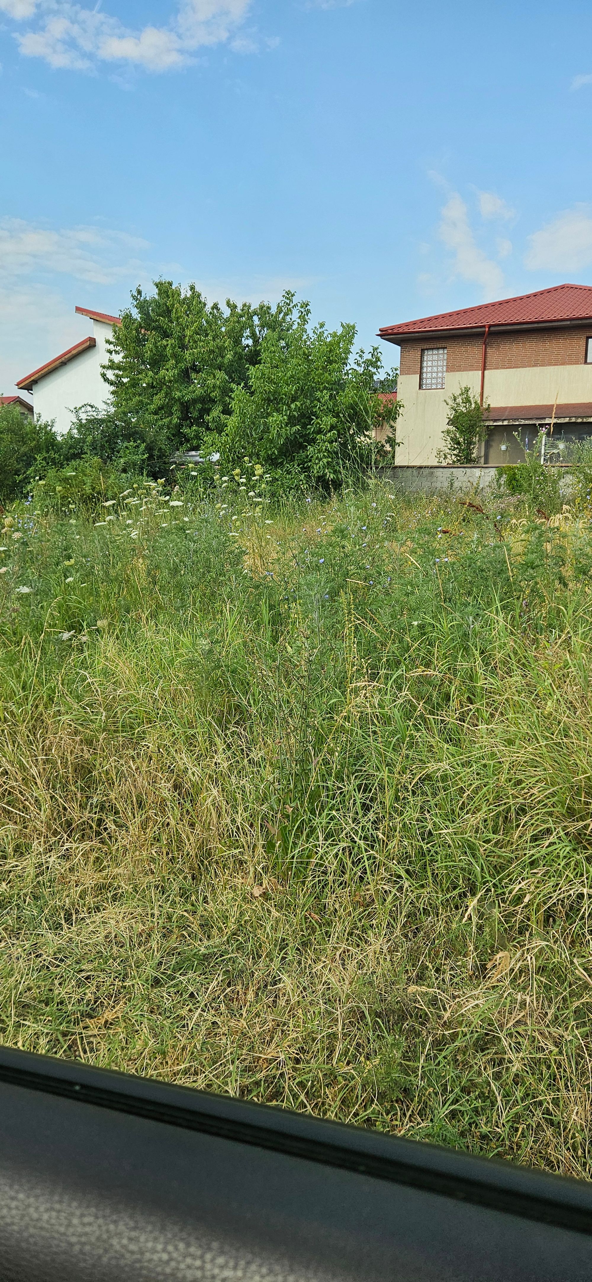Ambrozie in Strada Diamantului 18, Domnești, Comuna Domnești, Județul Ilfov - 20250716_091733.jpg