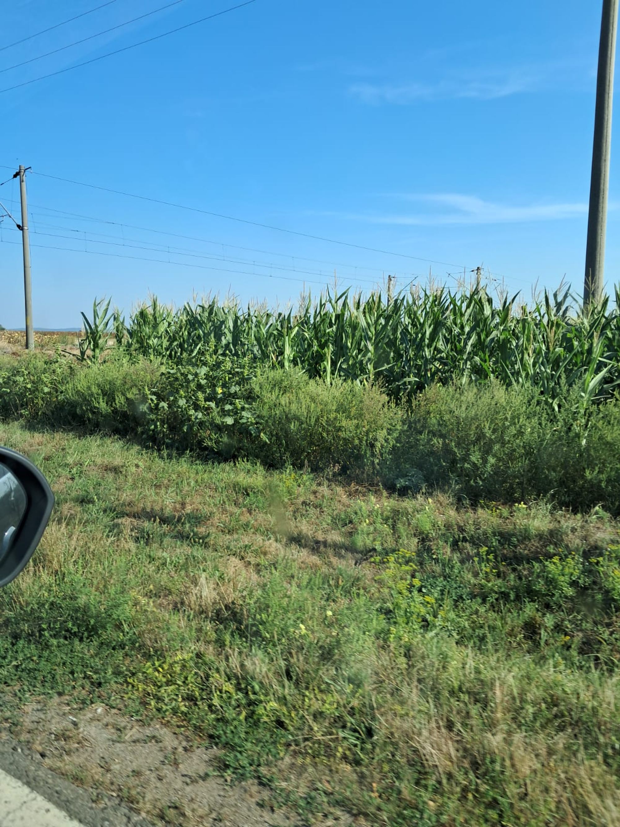 Ambrozie in Strada Ciocarliei 13, Săbăoani, Comuna Săbăoani, Județul Neamț - IMG-20250907-WA0005.jpg