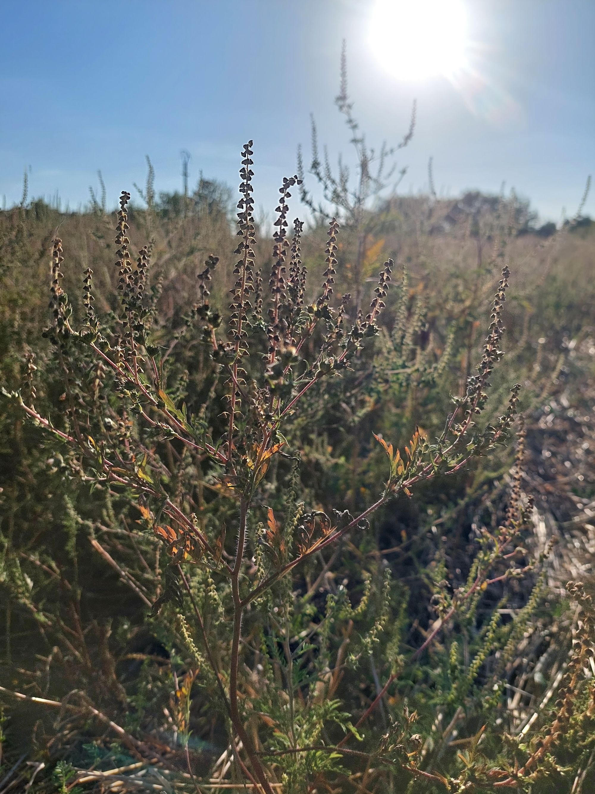 Ambrozie in Ghermănești, Comuna Snagov, Județul Ilfov