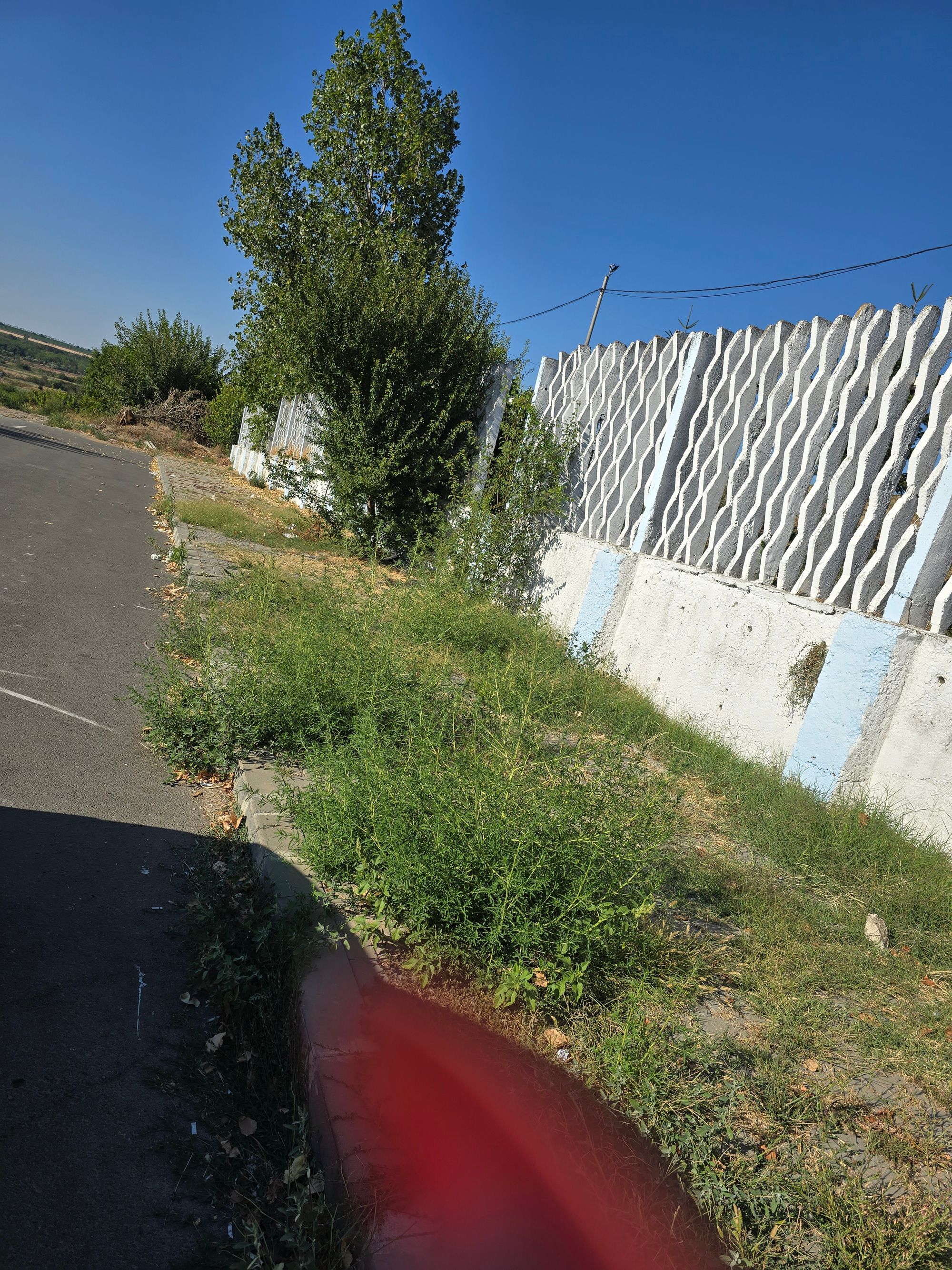 Ambrozie in Strada Podgoriilor 28, Medgidia, Municipiu Medgidia, Județul Constanța - inbound4943536347779257974.jpg