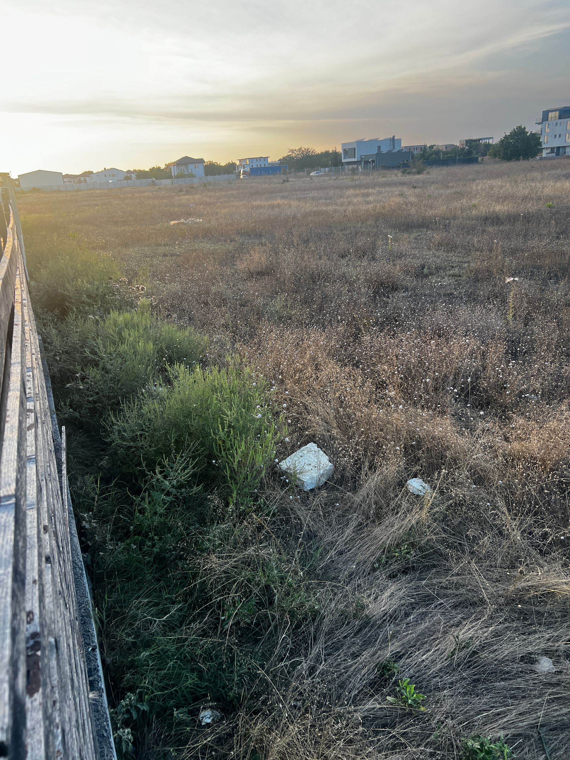 Ambrozie in Strada Castanului 43, Tunari, Comuna Tunari, Județul Ilfov - IMG_3950.jpeg