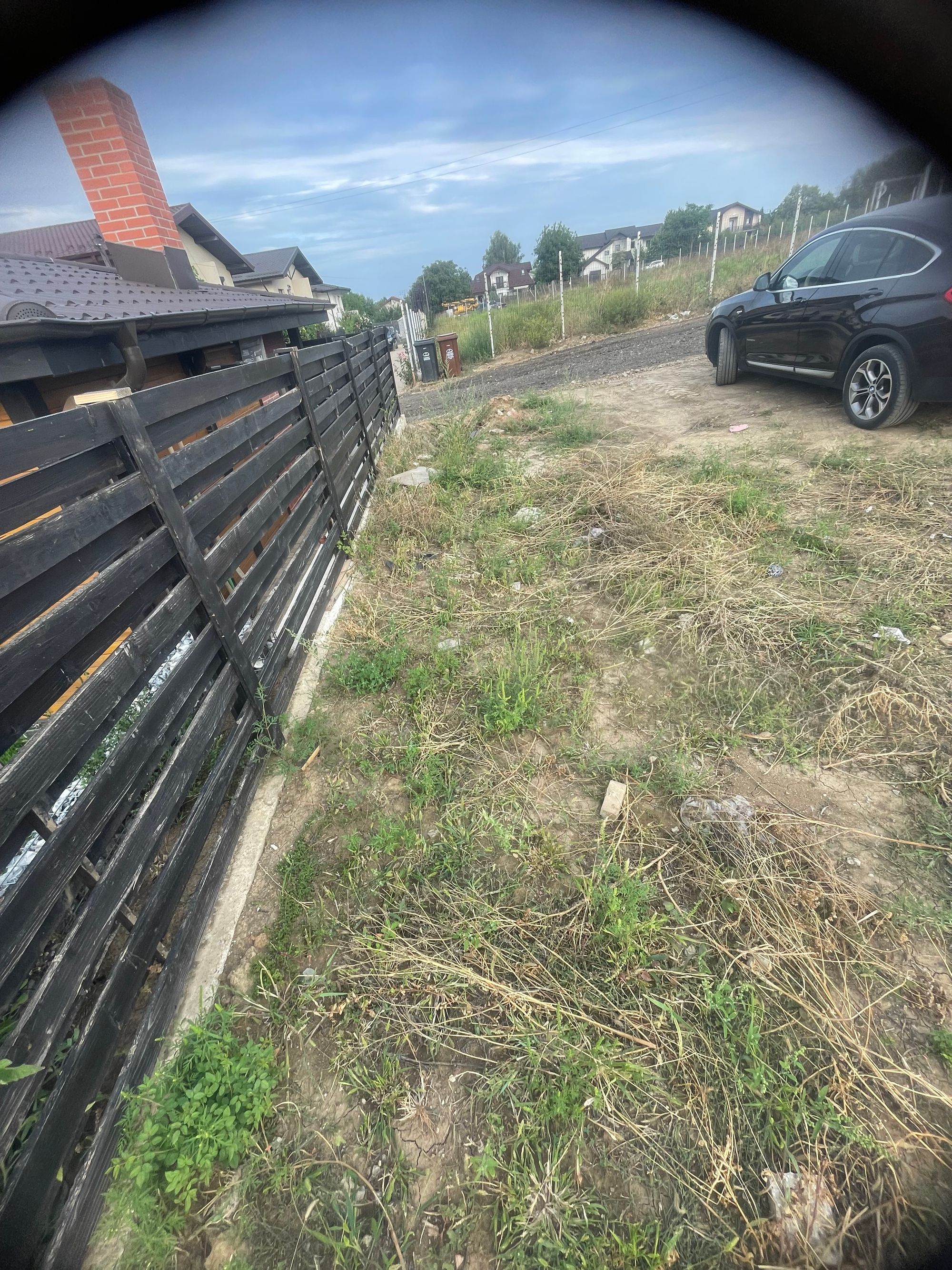 Ambrozie in Iași, Județul Iași - IMG_6211.jpeg