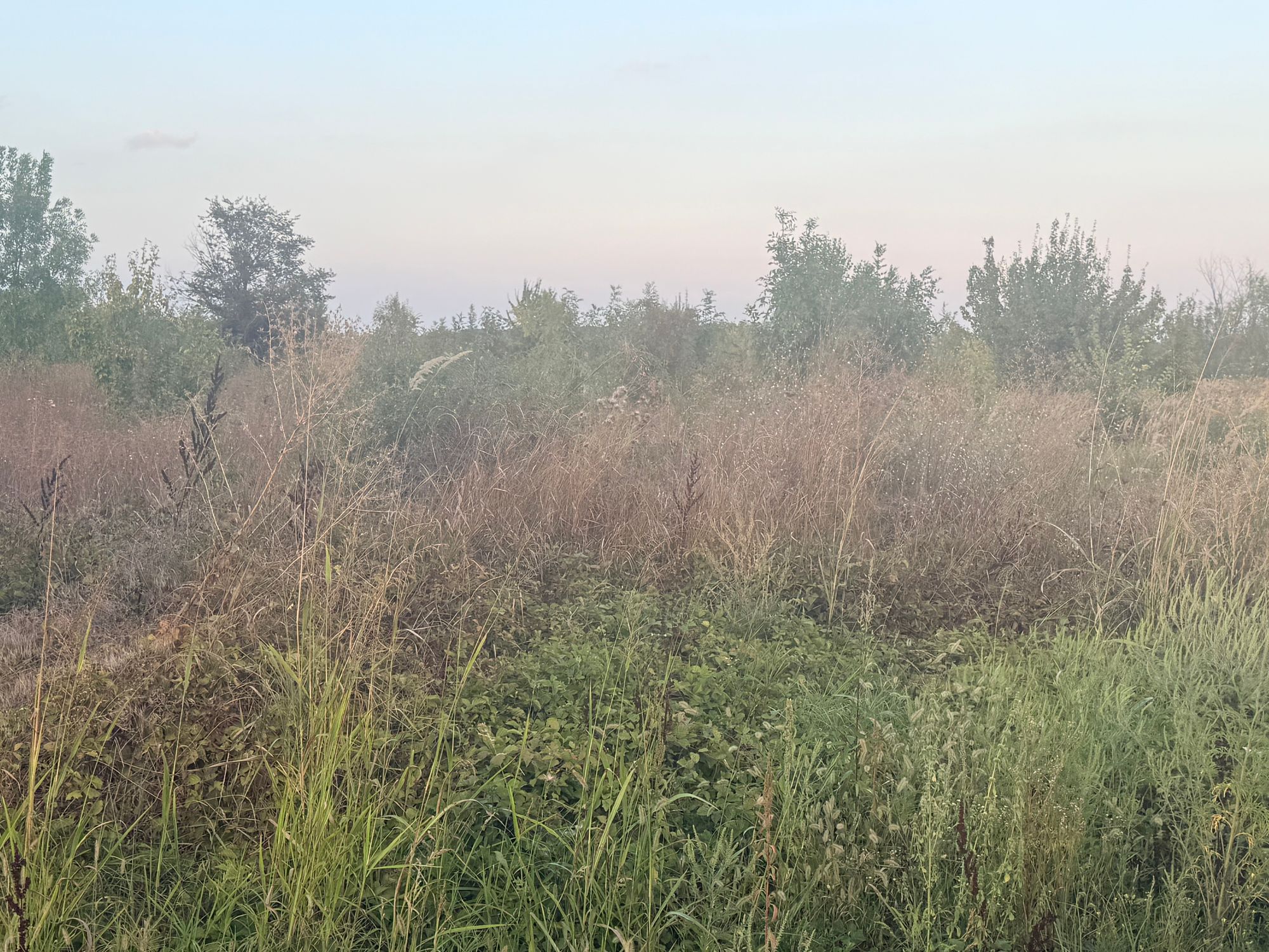 Ambrozie in Strada Plopului , Gulia, Comuna Tărtășești, Județul Dâmbovița
