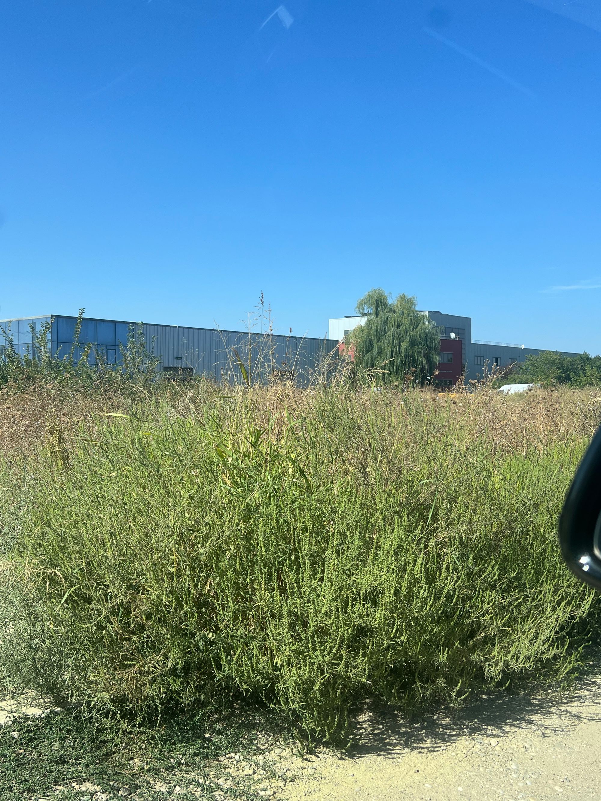 Ambrozie in Strada George Topârceanu 37, Odăile, Oraş Otopeni, Județul Ilfov - IMG_2307.jpeg