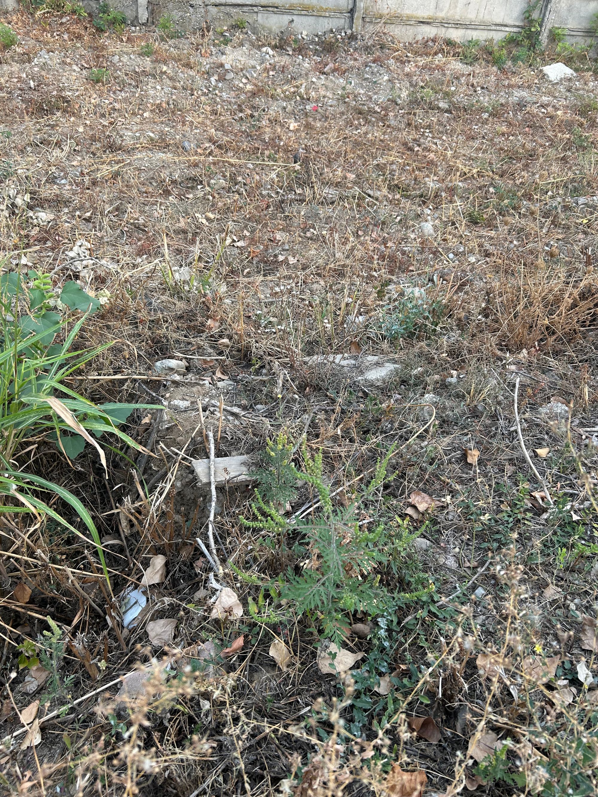 Ambrozie in Strada Victor Brauner 25, București, Municipiul București - IMG_7631.jpeg