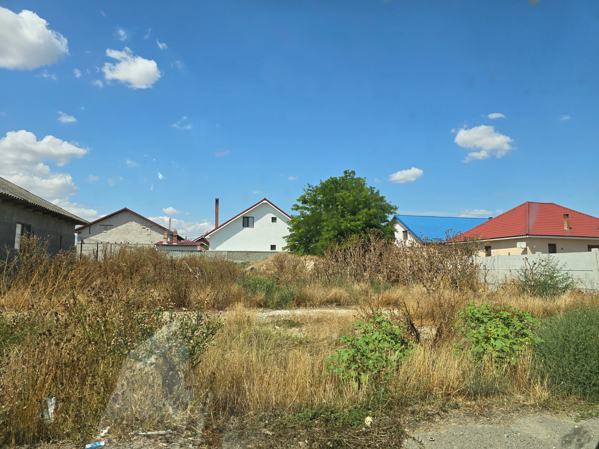 Ambrozie in Corbu, Comuna Corbu, Județul Constanța - inbound2128765421920462151.jpg