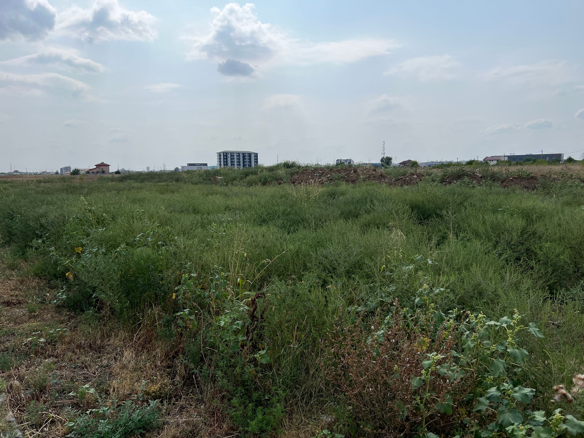 Ambrozie in Strada Luceafărului 29, Chiajna, Comuna Chiajna, Județul Ilfov - image.jpg