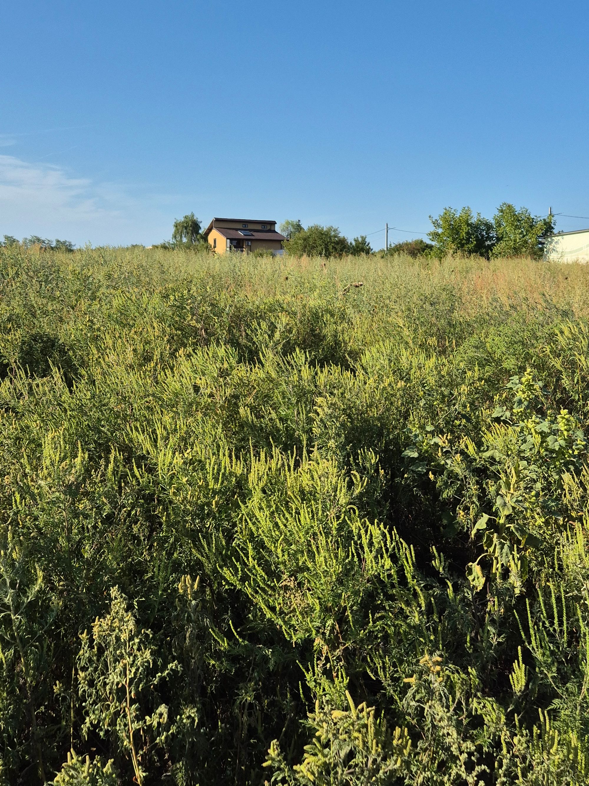 Ambrozie in Samurcași, Comuna Crevedia, Județul Dâmbovița - 20250914_170549.jpg