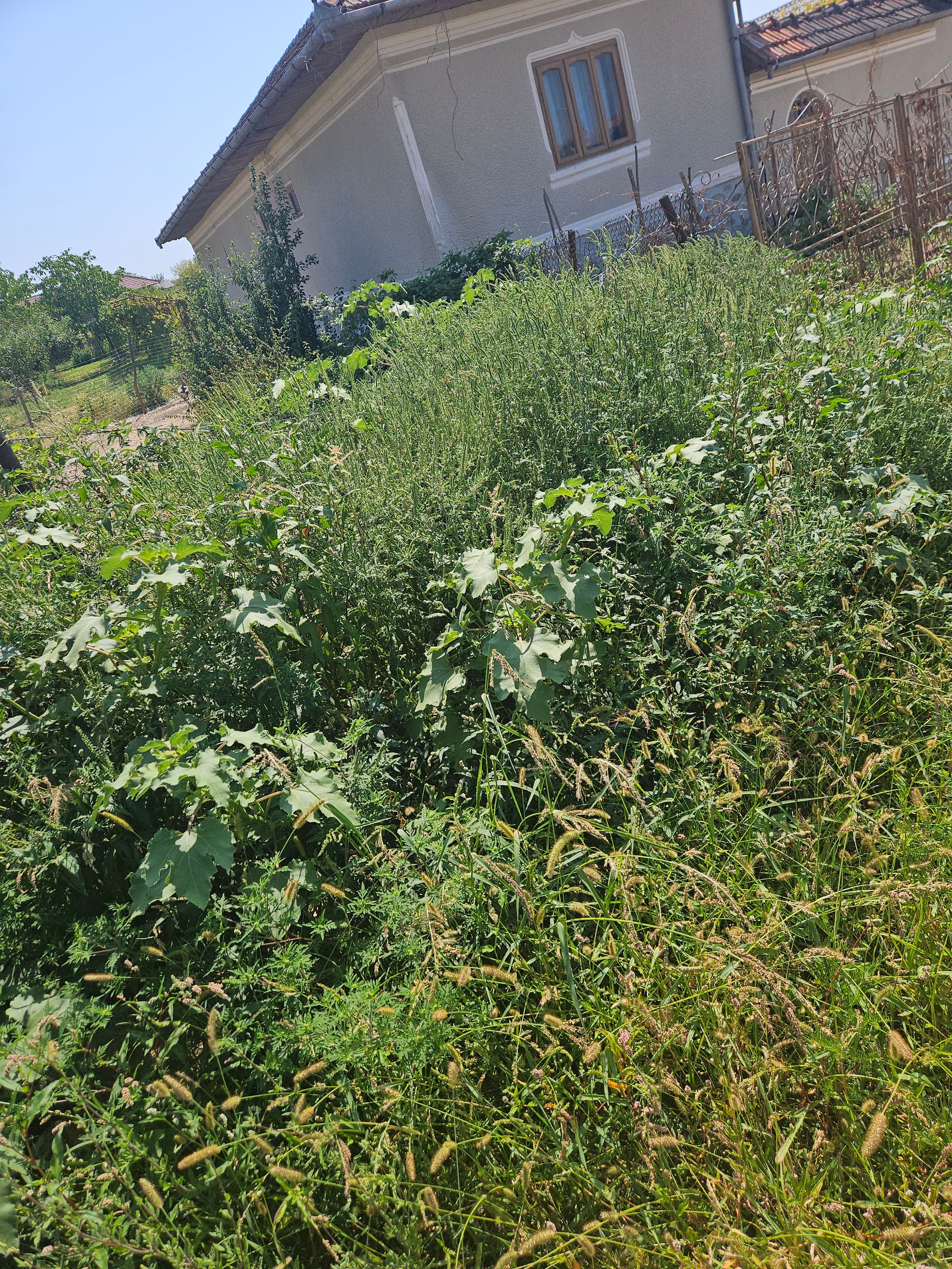 Ambrozie in Strada Dumbrava 76, Novaci, Oraș Novaci, Județul Gorj