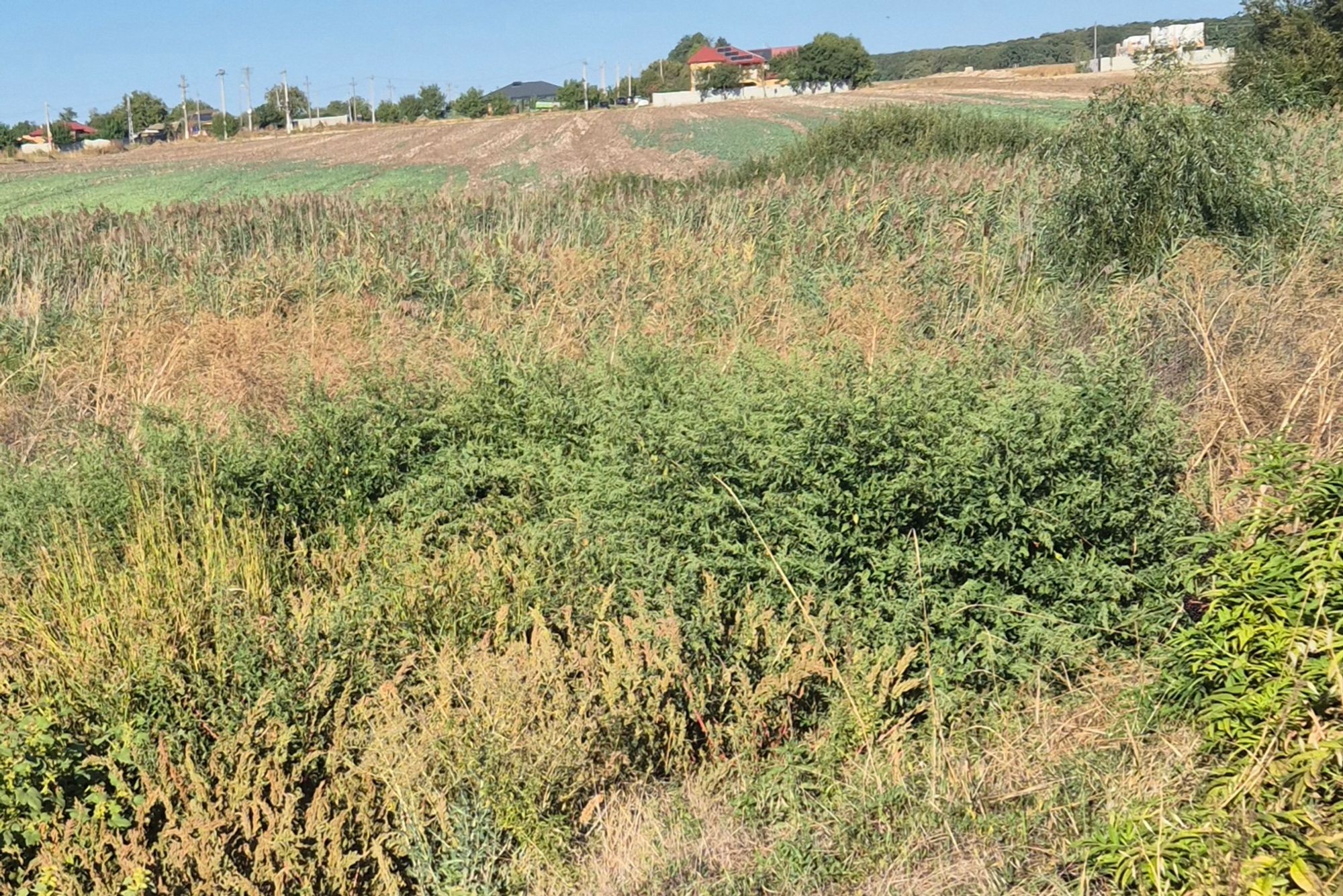 Ambrozie in Frumușani, Comuna Frumușani, Județul Călărași - inbound4318217933667404634.jpg