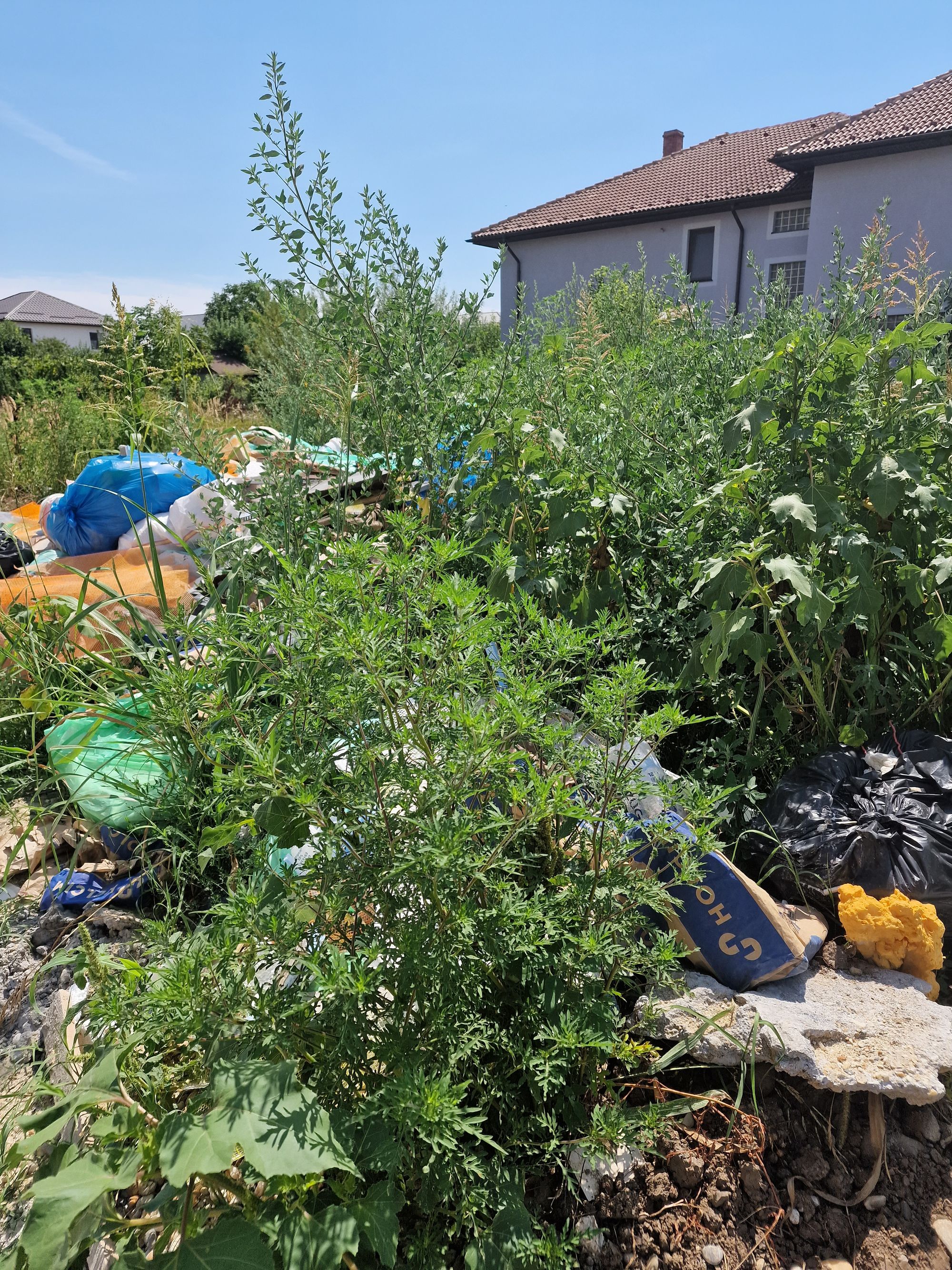 Ambrozie in Strada Toamnei 19, Ostratu, Comuna Corbeanca, Județul Ilfov - 20230802_121548.jpg