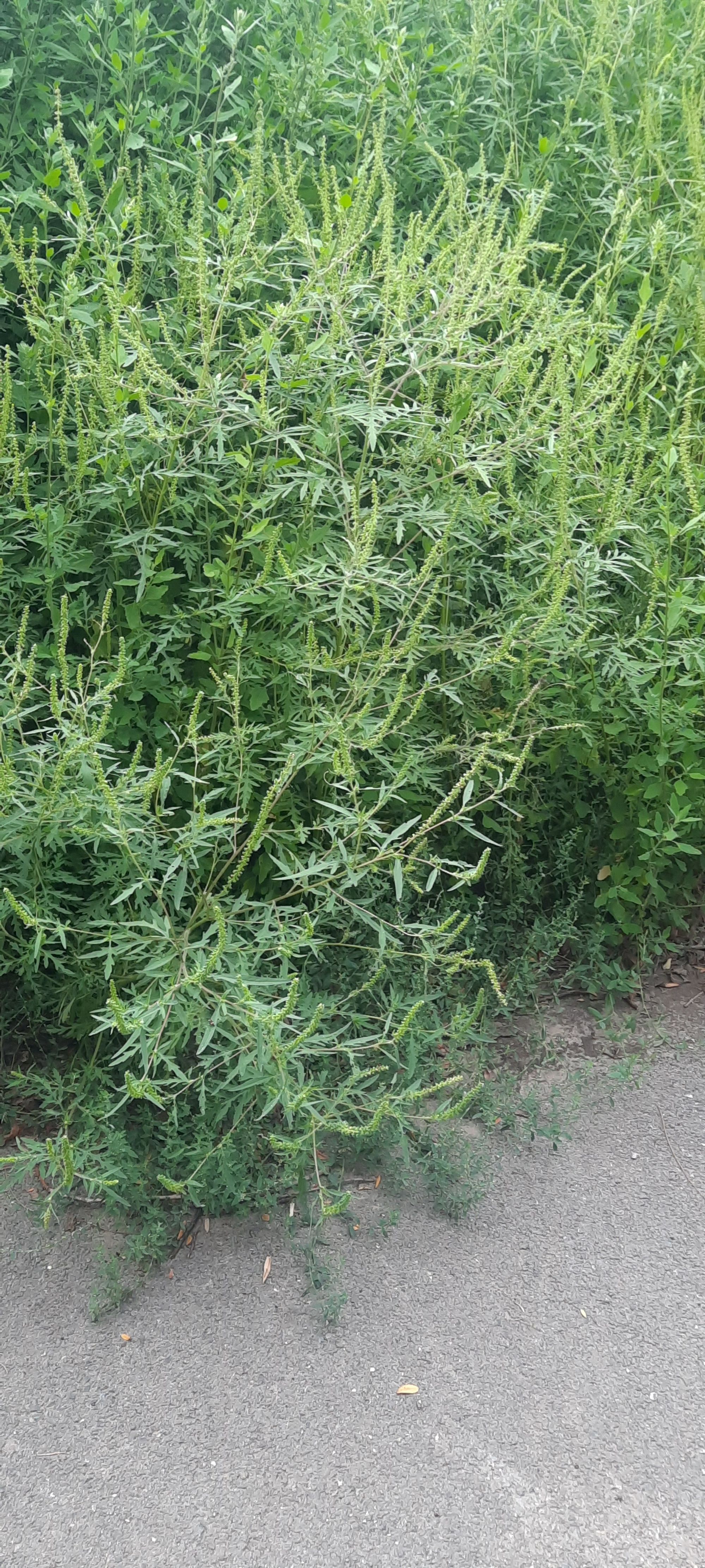 Ambrozie in Șoseaua Națională Veche 225, Brăila, Municipiu Brăila, Județul Brăila - 1000019668.jpg