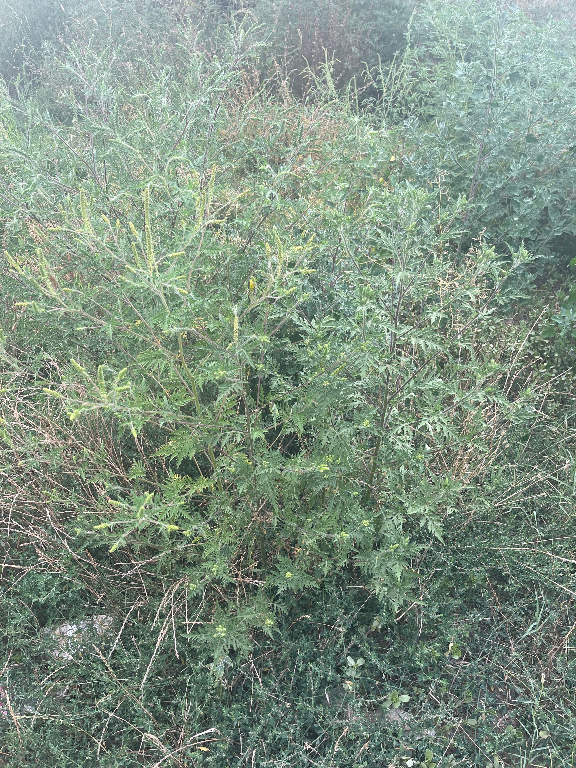 Ambrozie in Bucharest - 49259C47-9AEF-4256-8E13-37AEA4205D50.jpeg