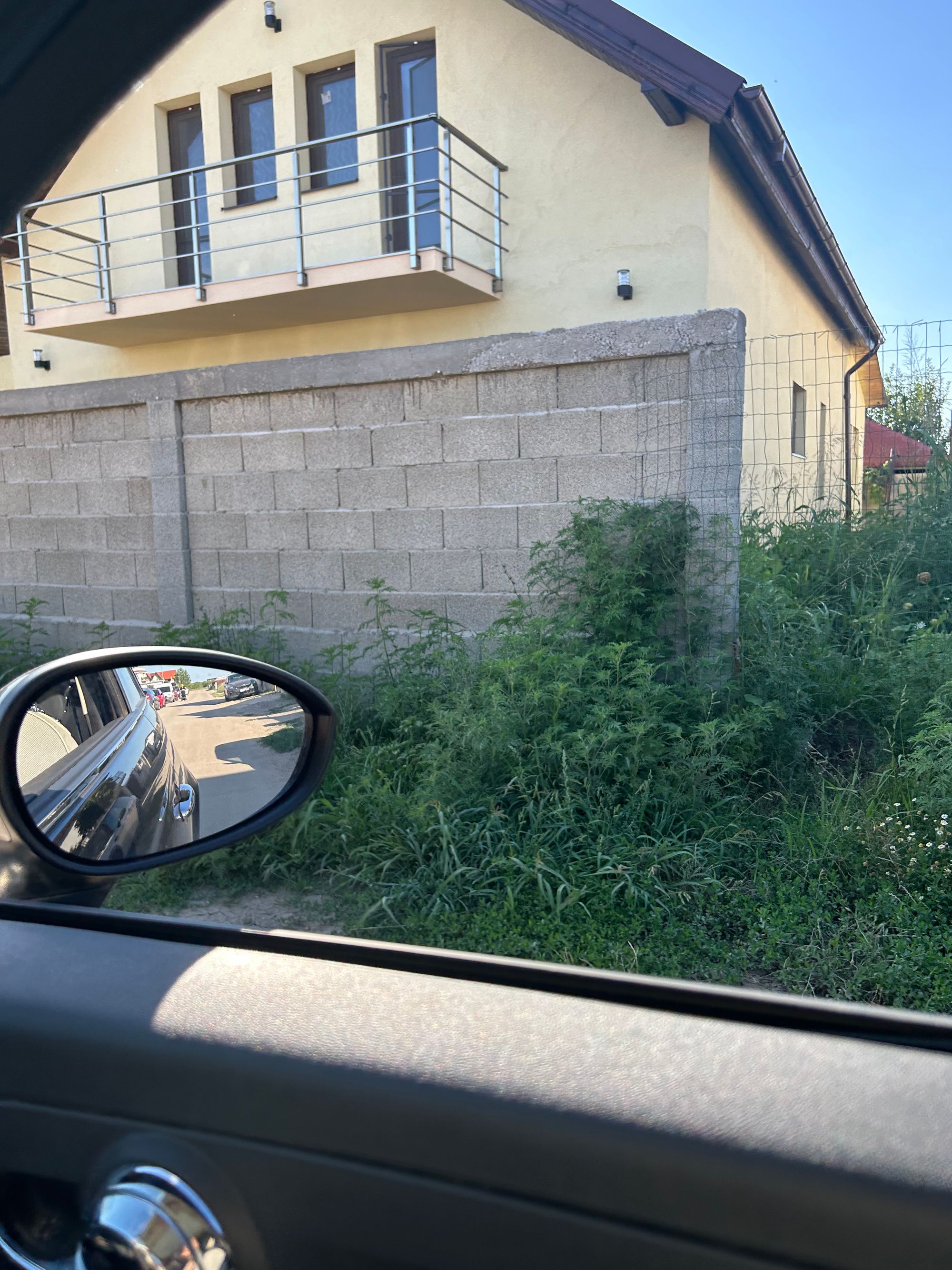 Ambrozie in Strada Imașului 4, Măgurele, Oraş Măgurele, Județul Ilfov - IMG_2852.jpeg