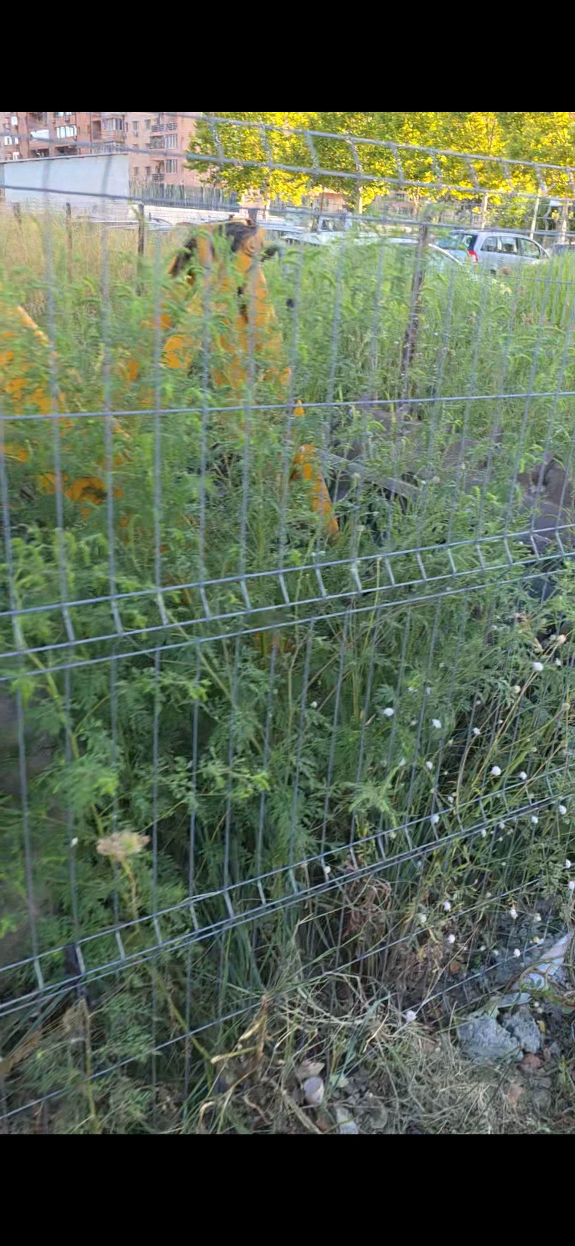 Ambrozie in Popești-Leordeni, Oraş Popeşti Leordeni, Județul Ilfov - Screenshot_20250829_114248_Gallery.jpg