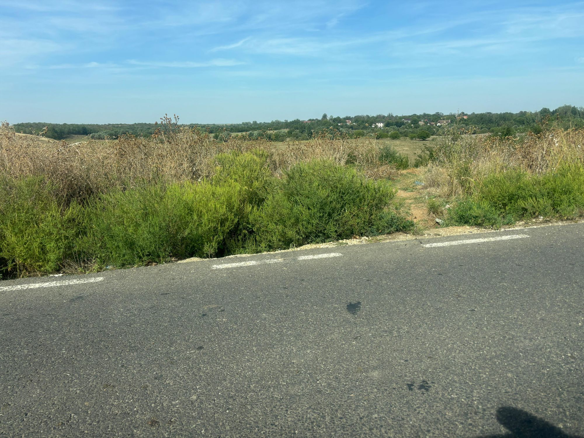 Ambrozie in DJ612 8, Cetatea, Comuna Rădoiești, Județul Teleorman - 0aeaa0d3-0edf-40d1-9123-17f2e456e621.jpeg