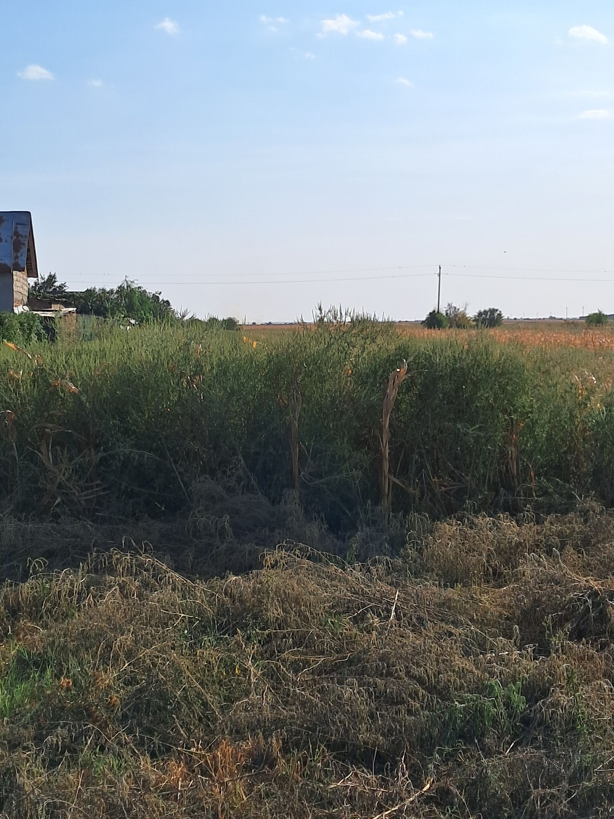 Ambrozie in DJ702G 56, Ionești, Comuna Petrești, Județul Dâmbovița - 1000002520.jpg