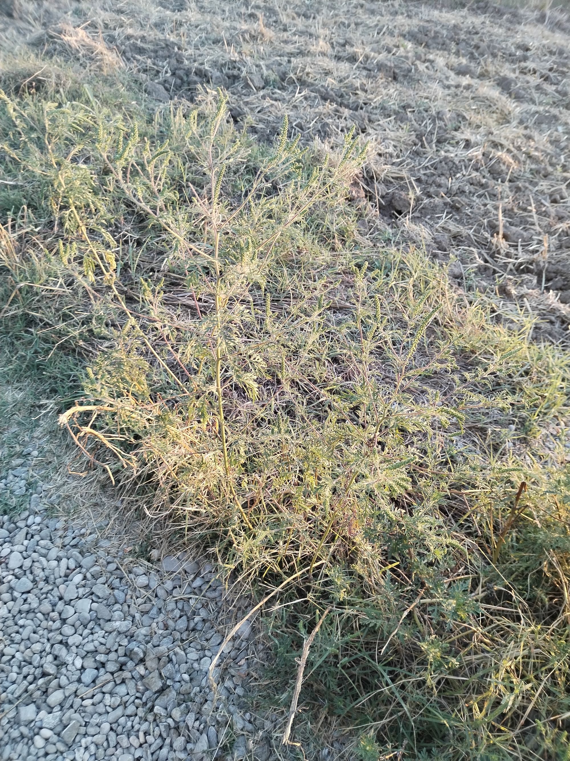 Ambrozie in Samurcași, Comuna Crevedia, Județul Dâmbovița - IMG_20250829_194051.jpg