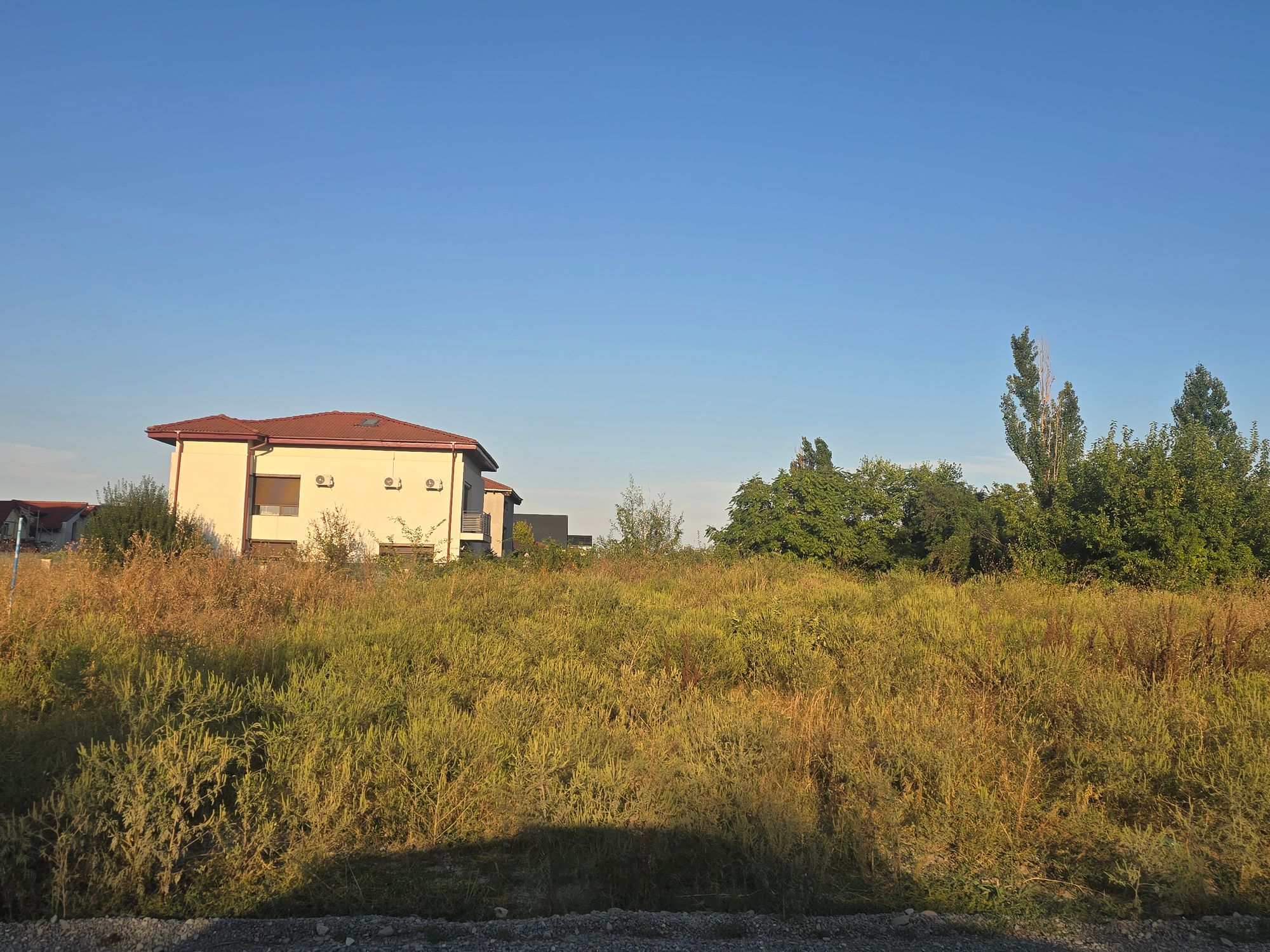 Ambrozie in Drumul Nisipoasa 119, București, Municipiul București - 20260903_183716.jpg