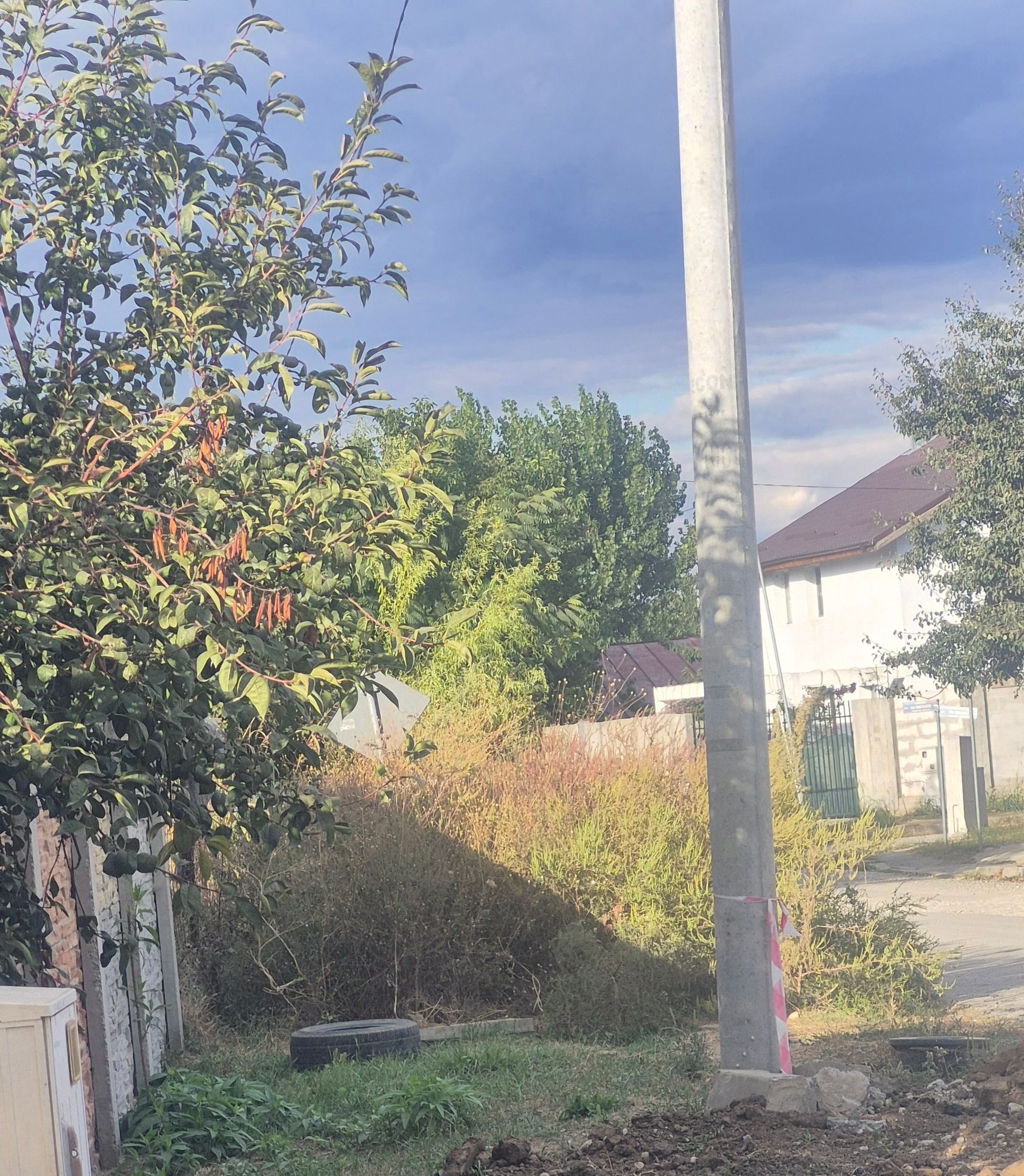 Ambrozie in Str. Măceșului 7, Tunari, Comuna Tunari, Județul Ilfov - 20260927_165941.jpg
