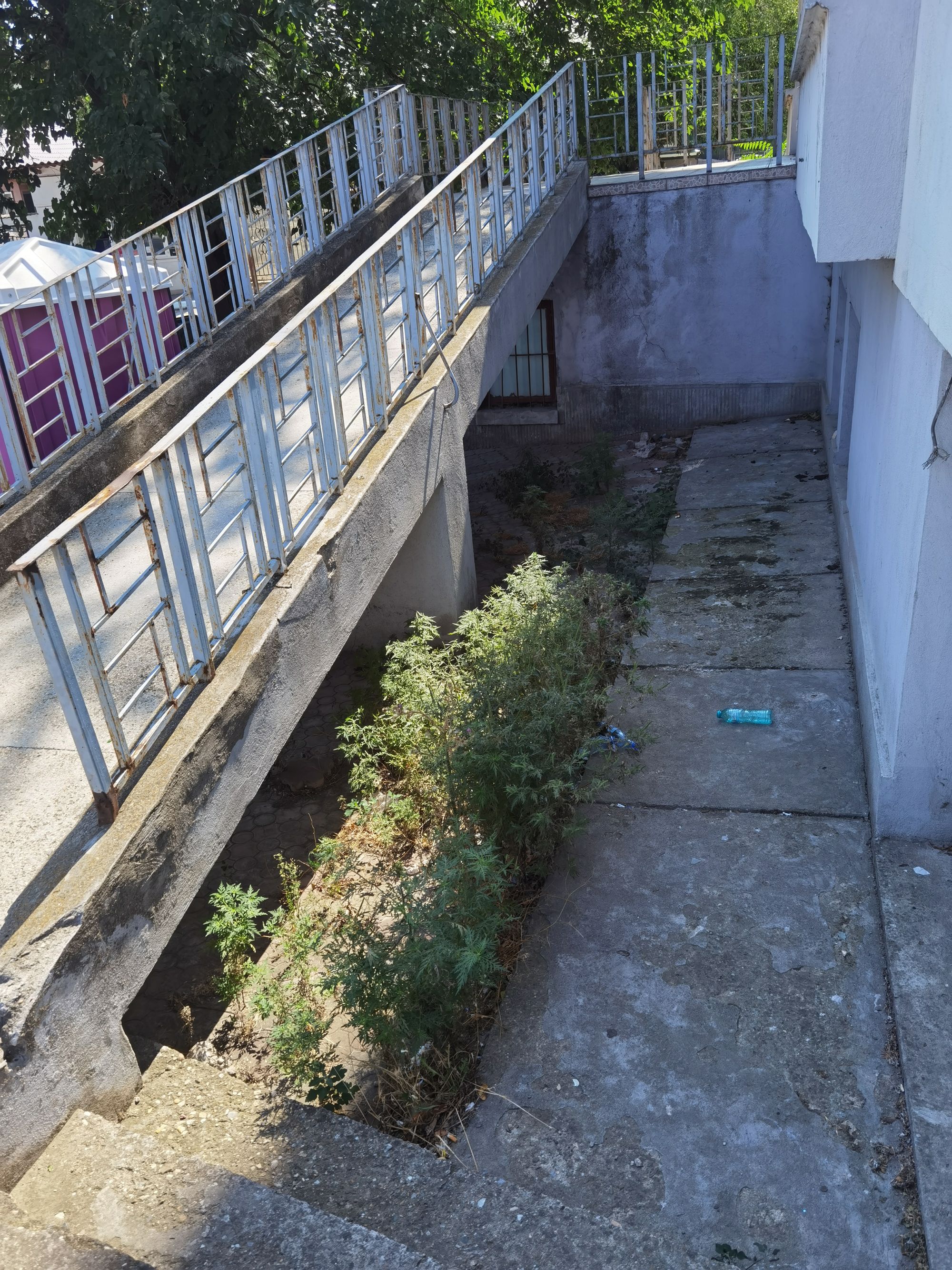 Ambrozie in Strada Călugăreni 1, Medgidia, Municipiu Medgidia, Județul Constanța - inbound2282363618604681158.jpg