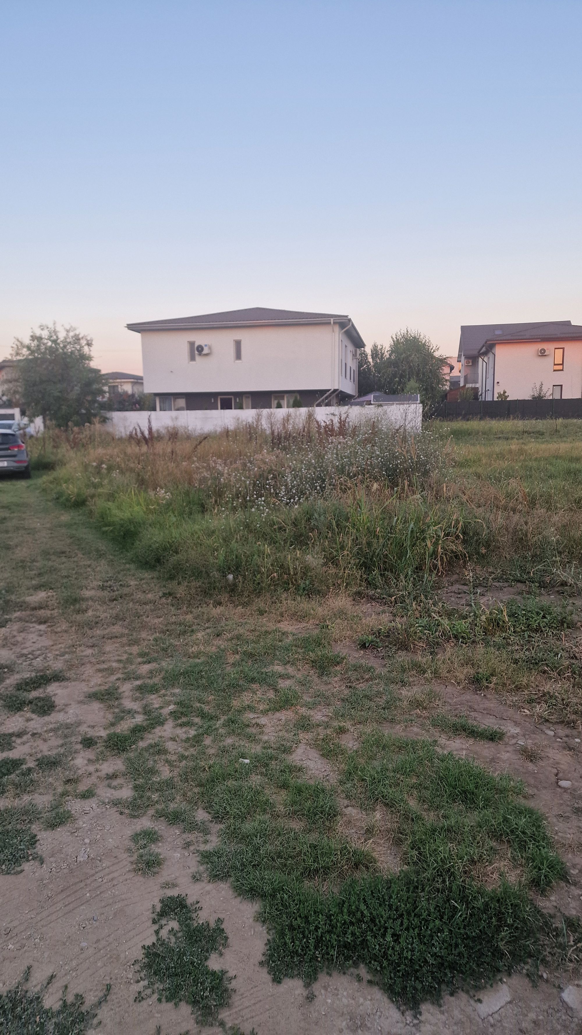 Ambrozie in Strada San Marco 60, Tunari, Comuna Tunari, Județul Ilfov
