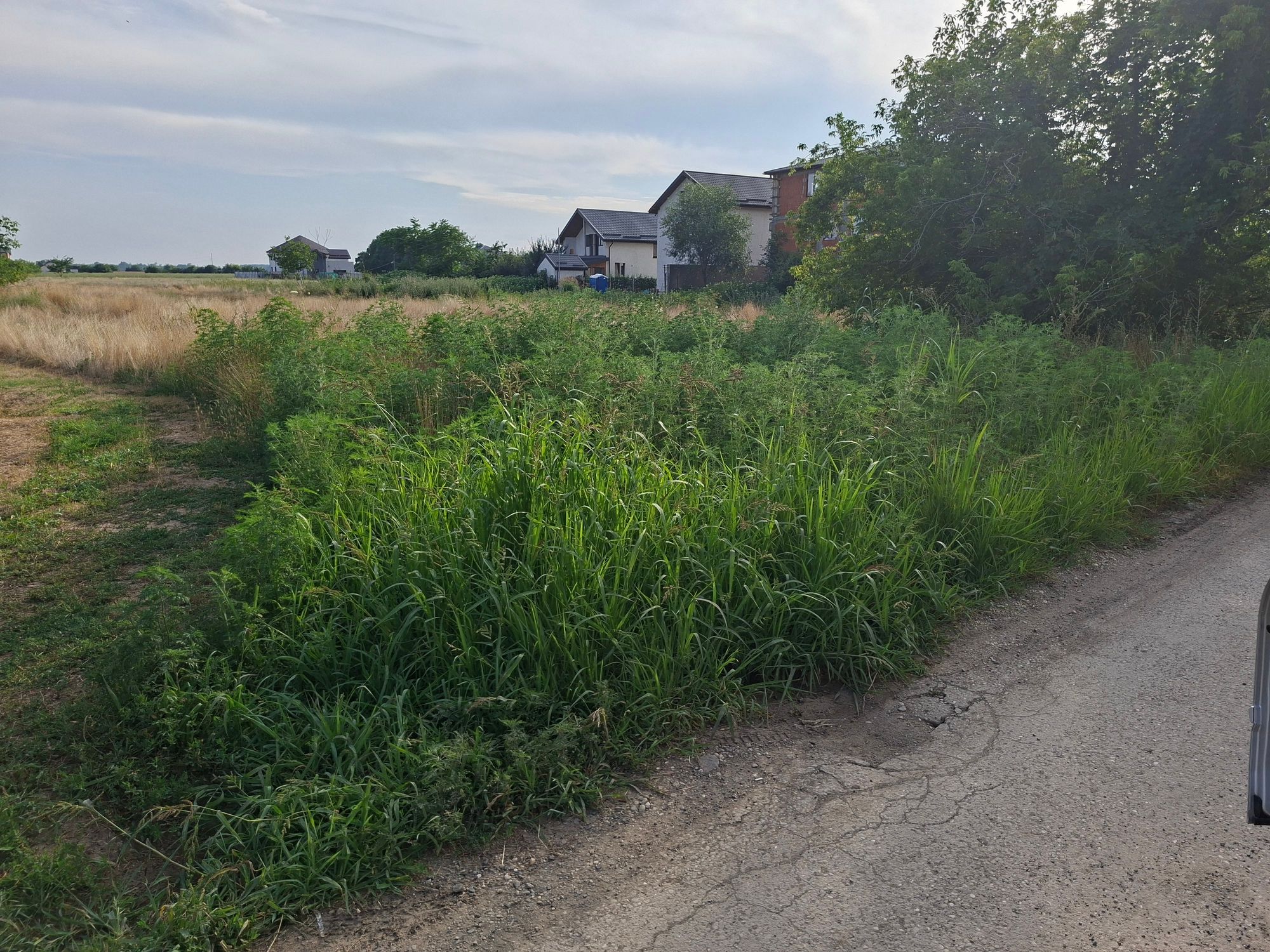Ambrozie in Str. Merilor 3, Jilava, Oraș Măgurele, Județul Ilfov