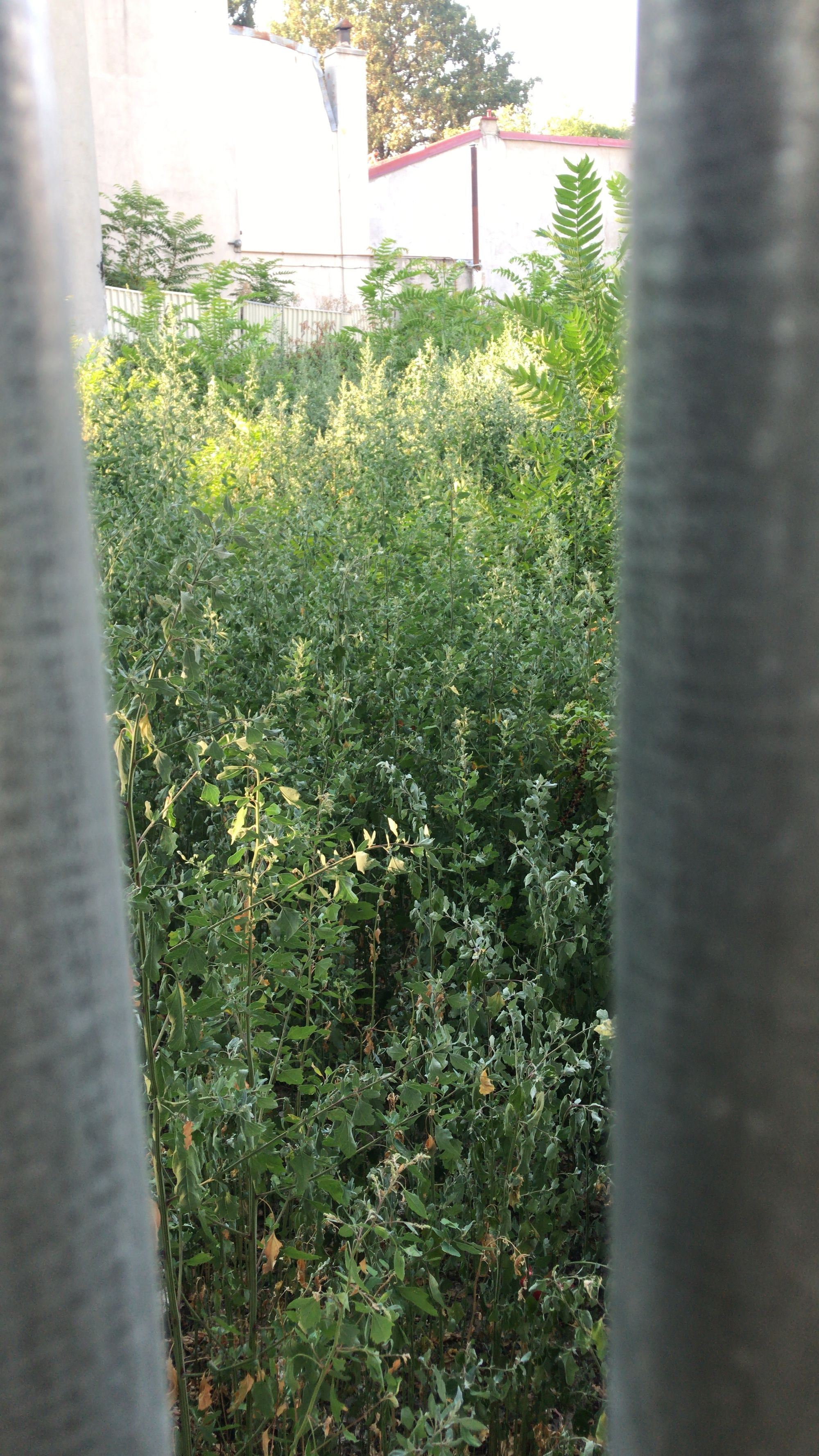 Ambrozie in Strada Mircea Vulcănescu 103, București, Municipiul București - A5FF6F10-EA87-416E-8E97-BD18039686EE.jpeg