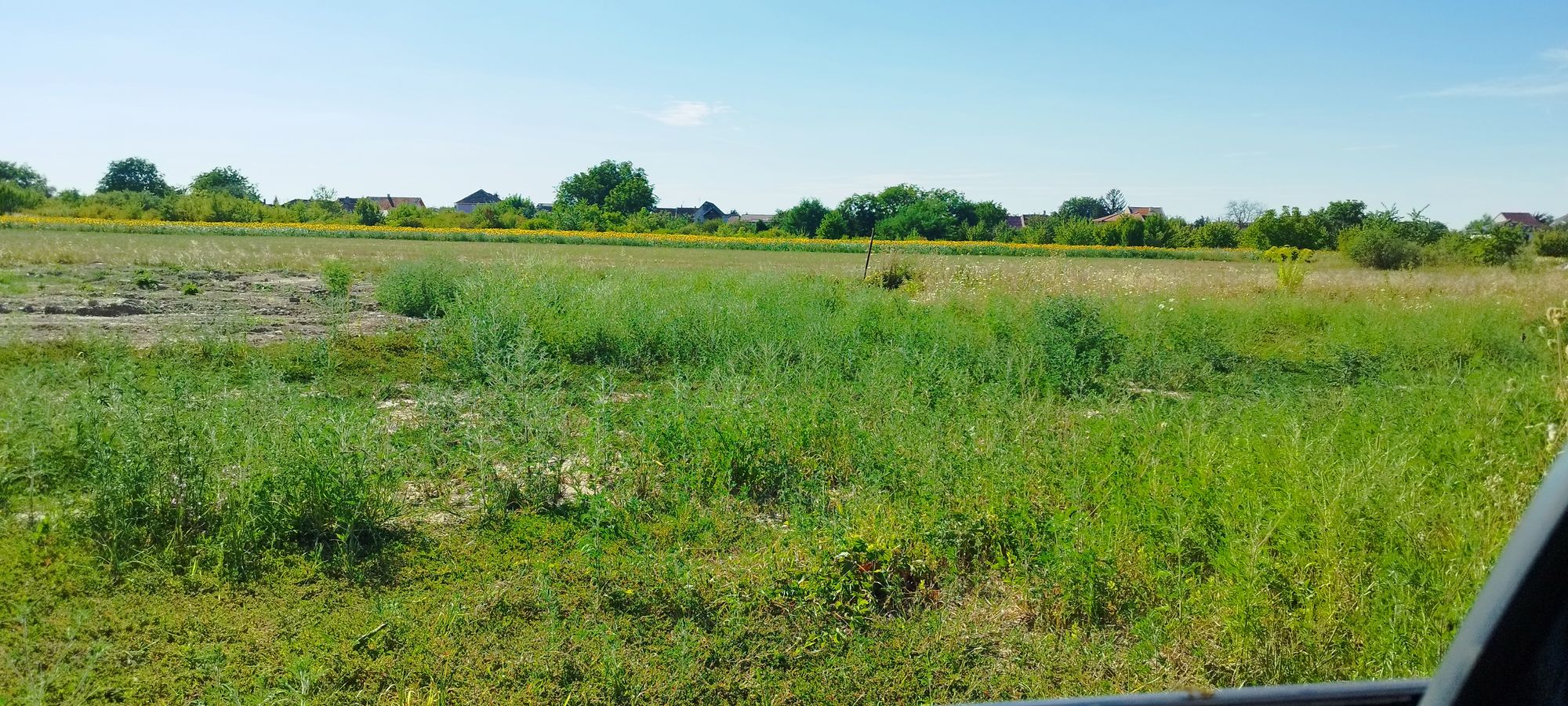 Ambrozie in Drumul Odoreului 85, Satu Mare, Municipiu Satu Mare, Județul Satu Mare