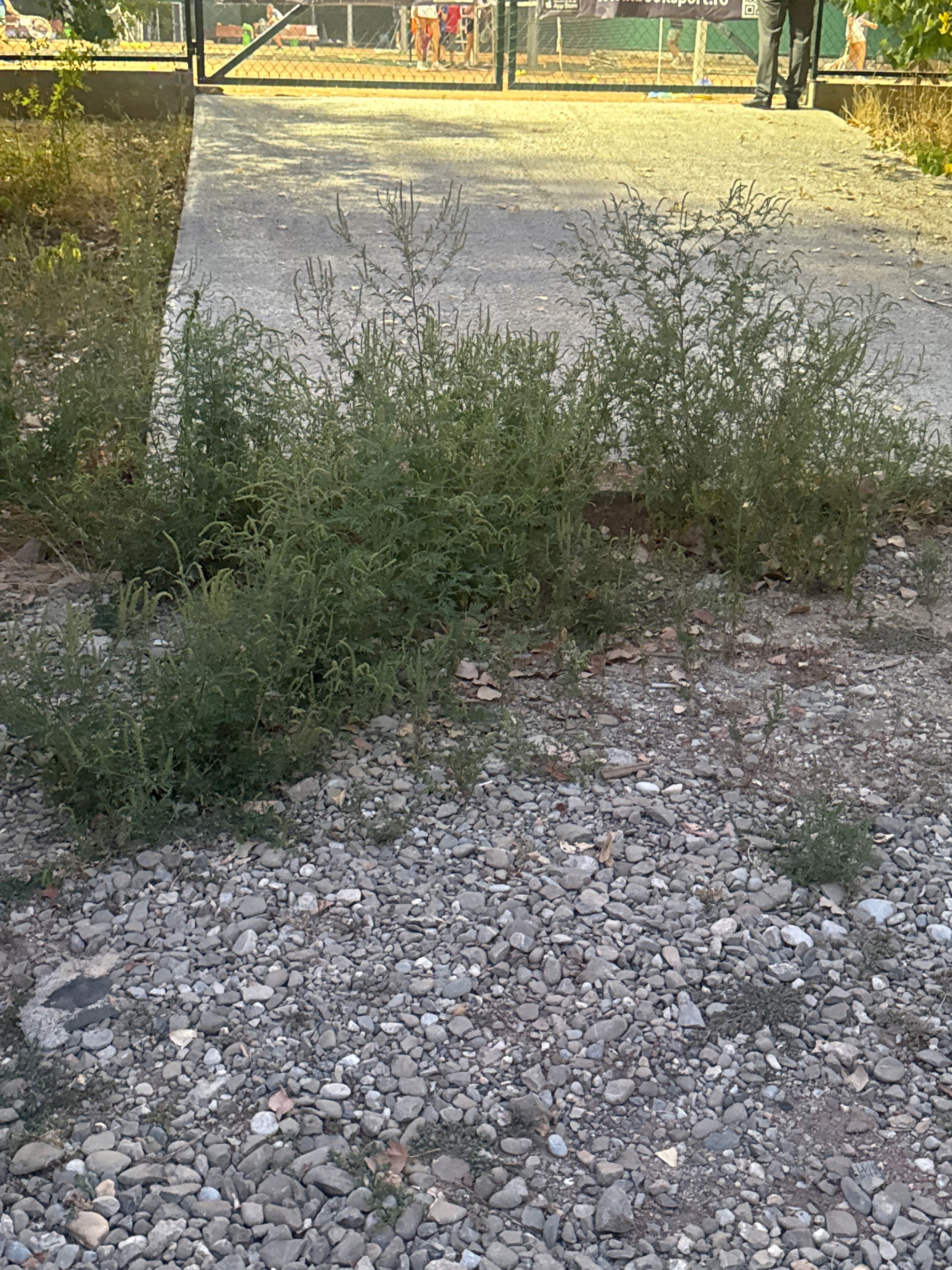 Ambrozie in Strada Izvor 86, București, Municipiul București - image.jpg