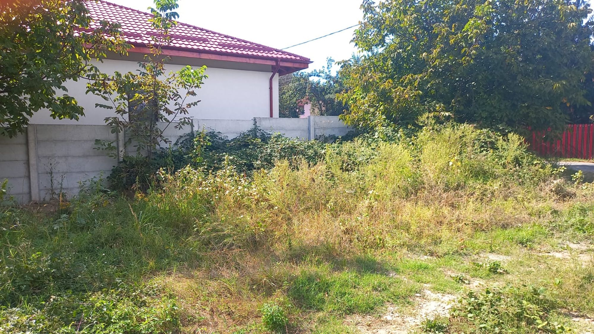 Ambrozie in Intrarea Bubica 77090, Domnești, Comuna Domnești, Județul Ilfov - WhatsApp Image 2026-09-08 at 14.43.37.jpeg