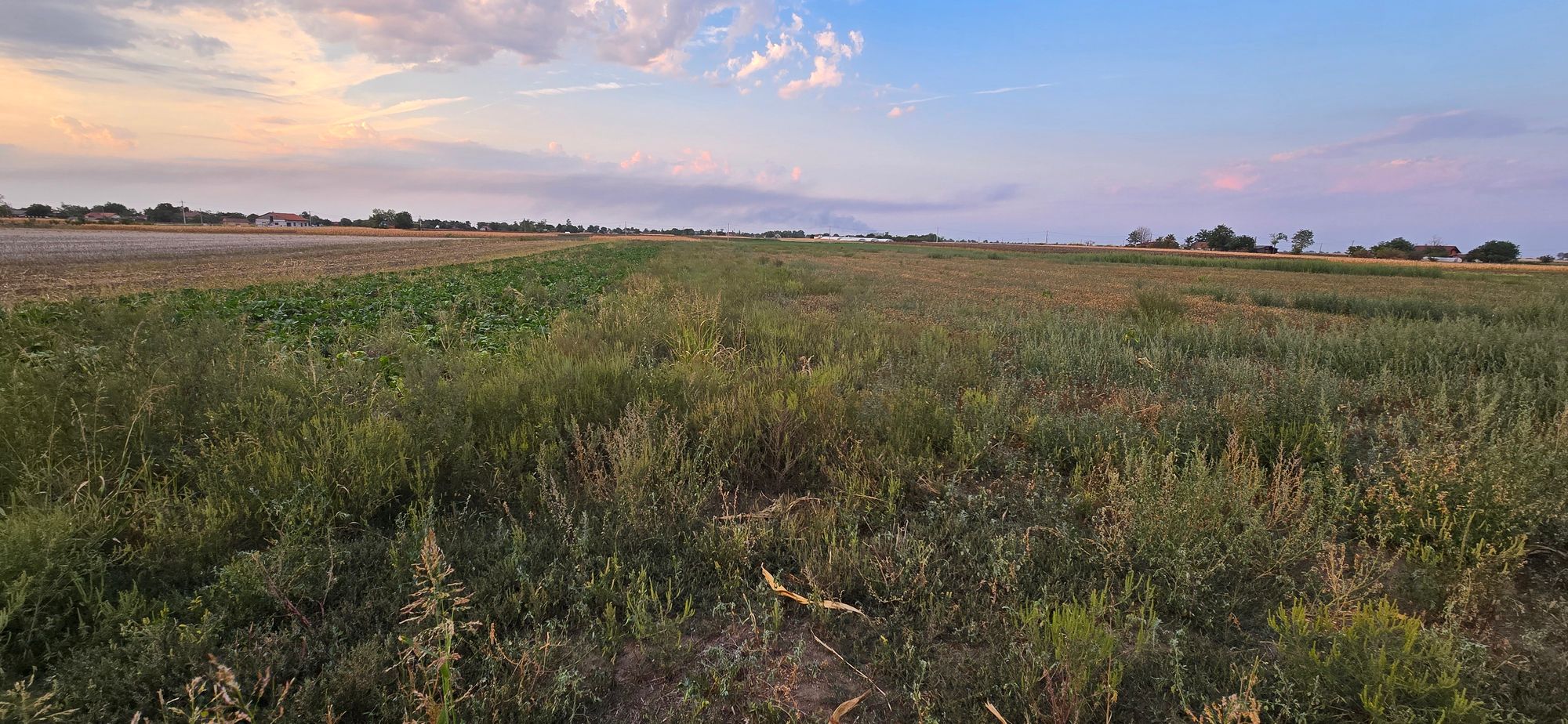 Ambrozie in Nădlac, Oraş Nădlac, Județul Arad - 20250908_194152.jpg