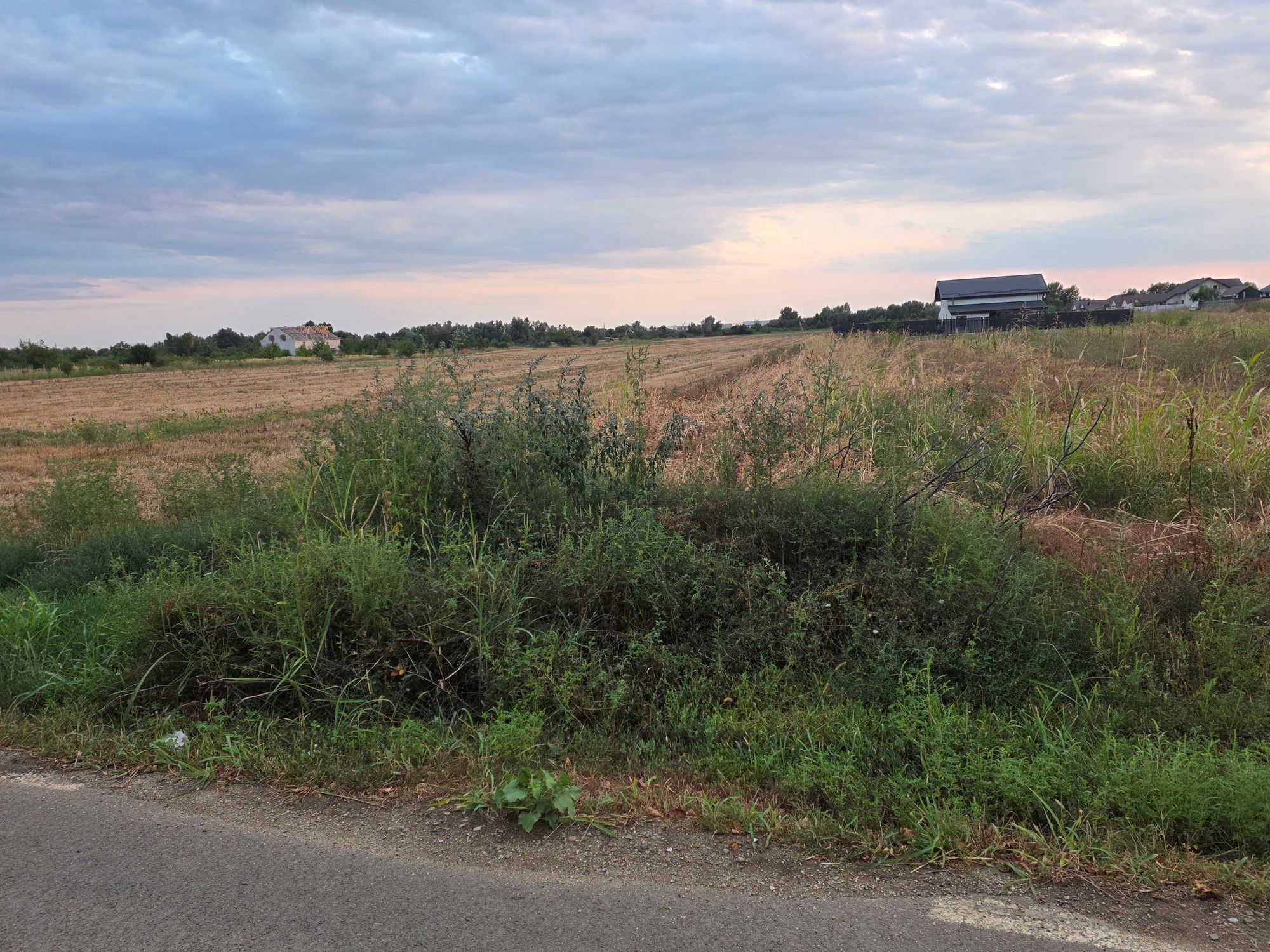 Ambrozie in Strada Primăverii 25, Joița, Comuna Joița, Județul Giurgiu