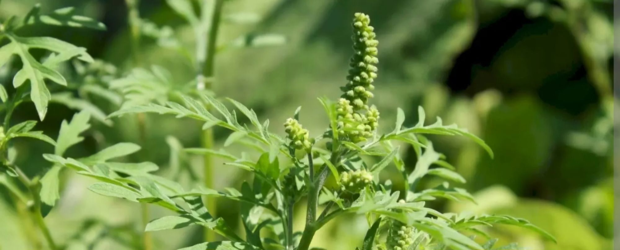 Ambrozie in Strada Gării Baloteşti 58-62, Otopeni, Oraş Otopeni, Județul Ilfov - 1000056564.jpg