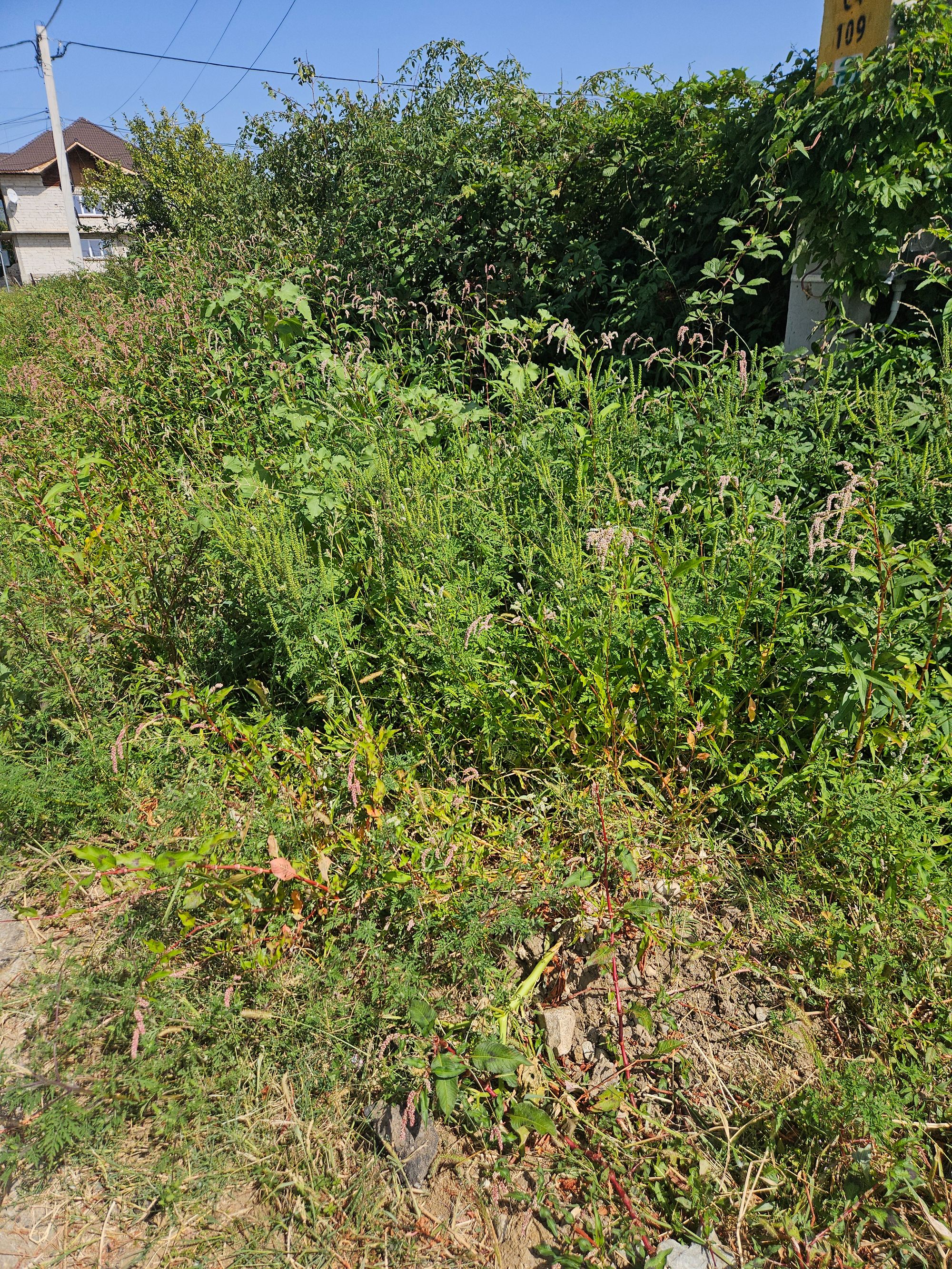 Ambrozie in Strada Dumbrava Bălani 72, Novaci, Oraş Novaci, Județul Gorj - 20250830_133420.jpg