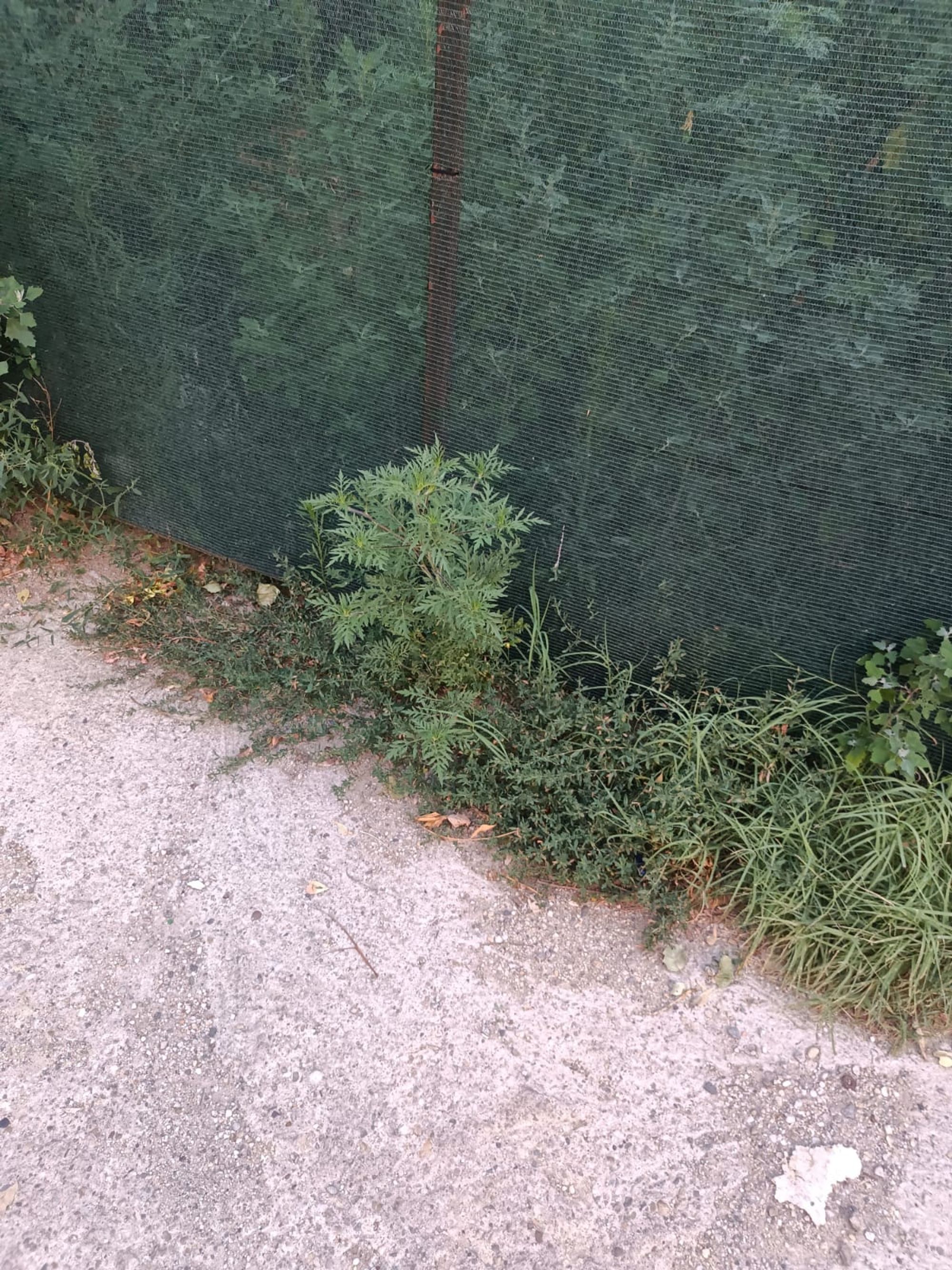 Ambrozie in Strada General Petre Popovăț 31, București, Municipiul București
