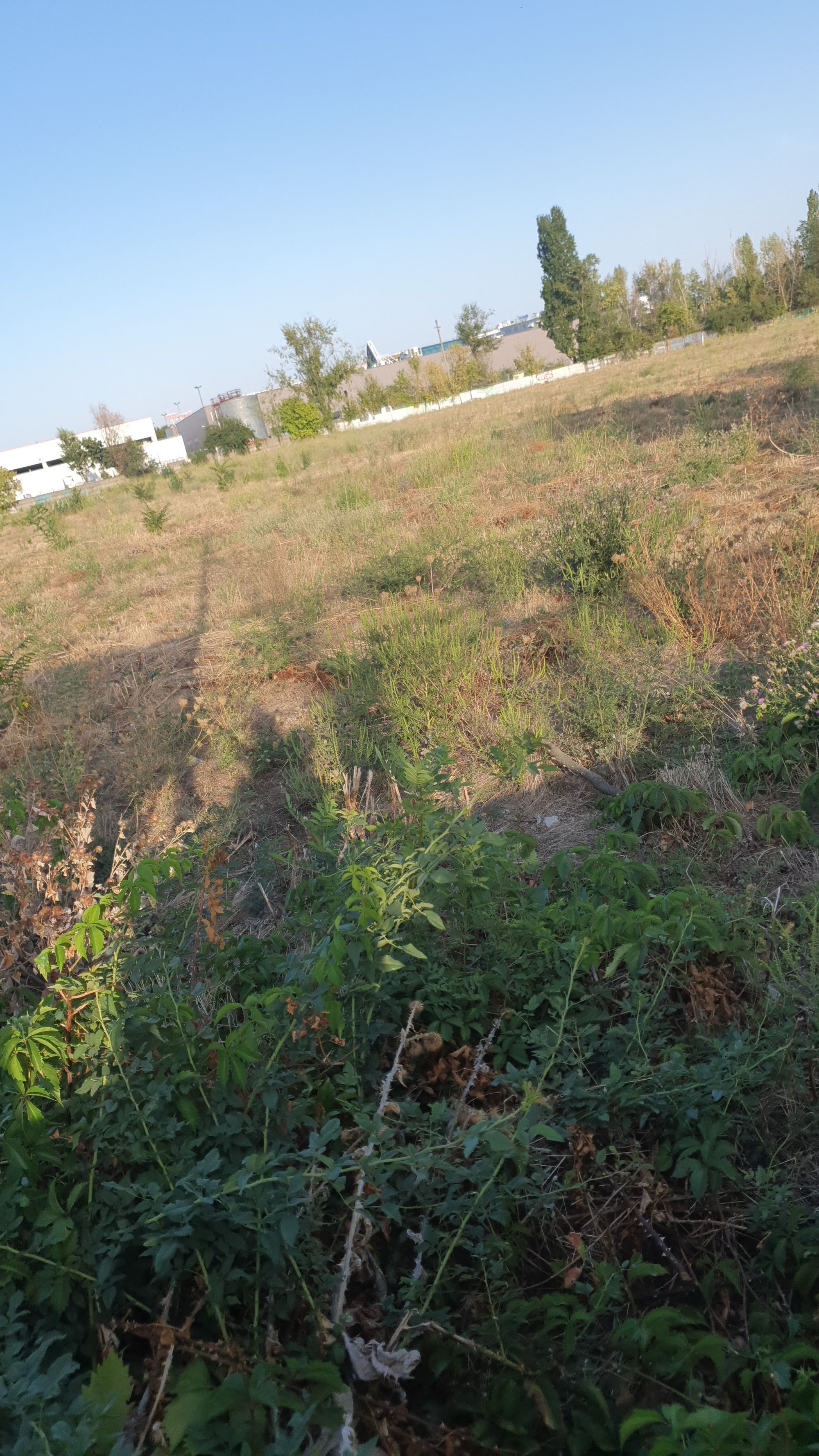 Ambrozie in București, Municipiul București - IMG-20250908-WA0202.jpeg