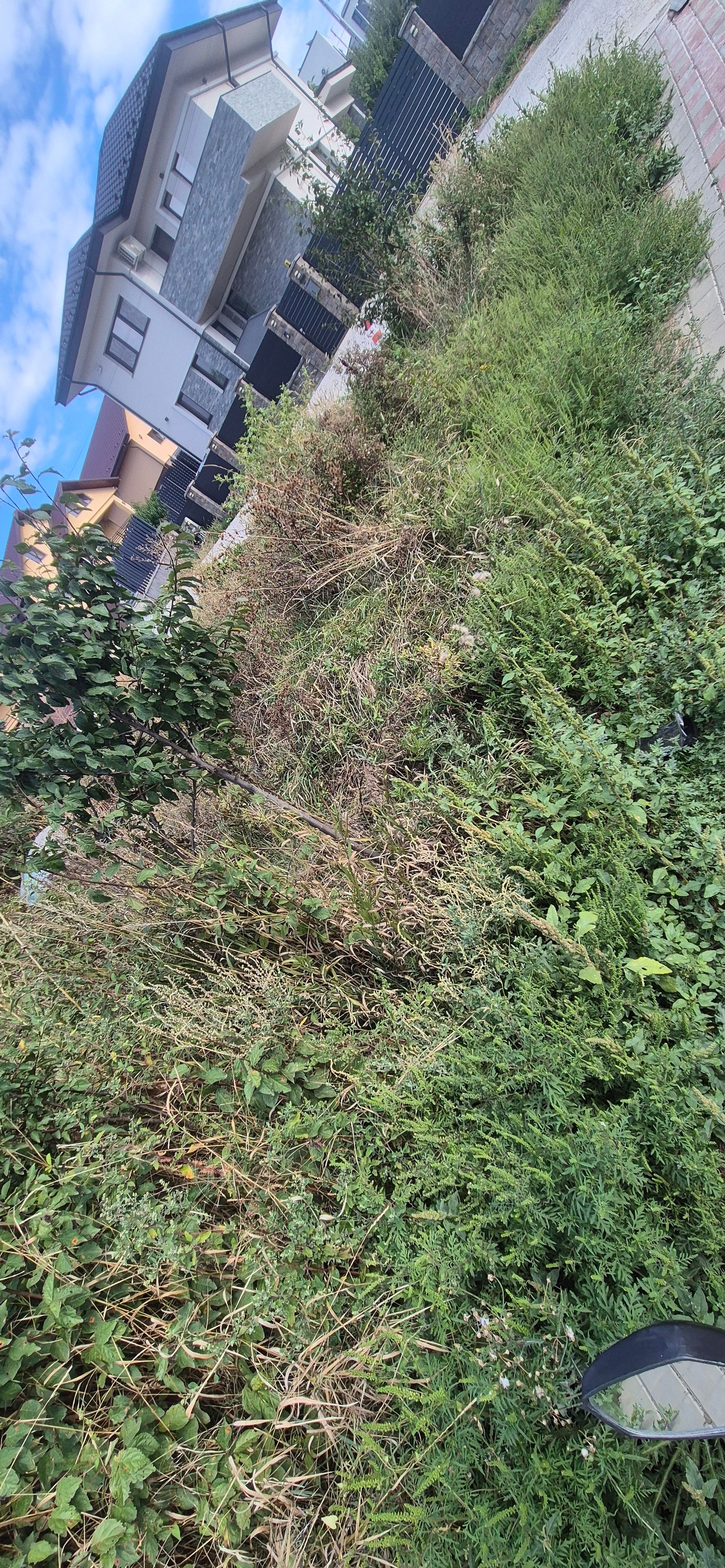 Ambrozie in DN28 147, Tomești, Comuna Tomești, Județul Iași