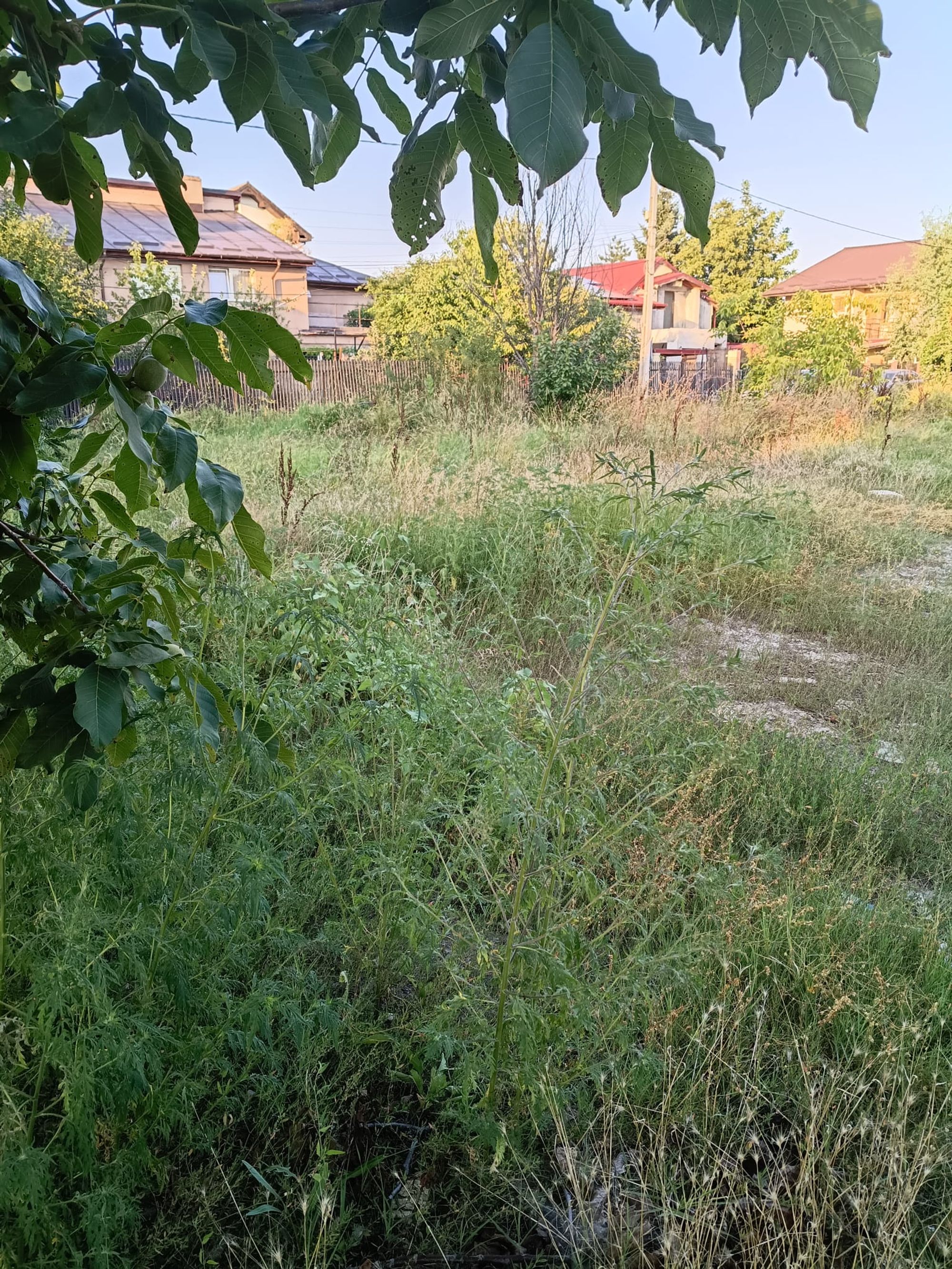 Ambrozie in Strada Crinului 13, Roșu, Comuna Chiajna, Județul Ilfov