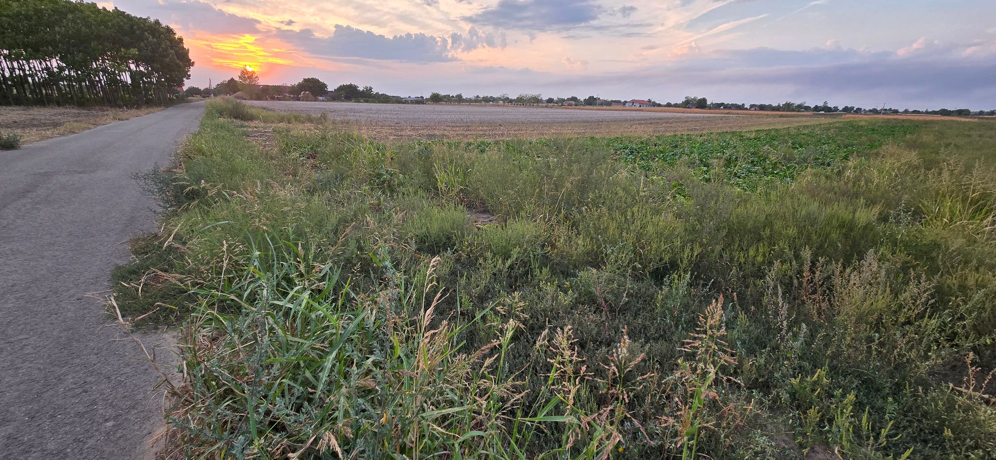Ambrozie in Nădlac, Oraş Nădlac, Județul Arad - 20250908_194204.jpg