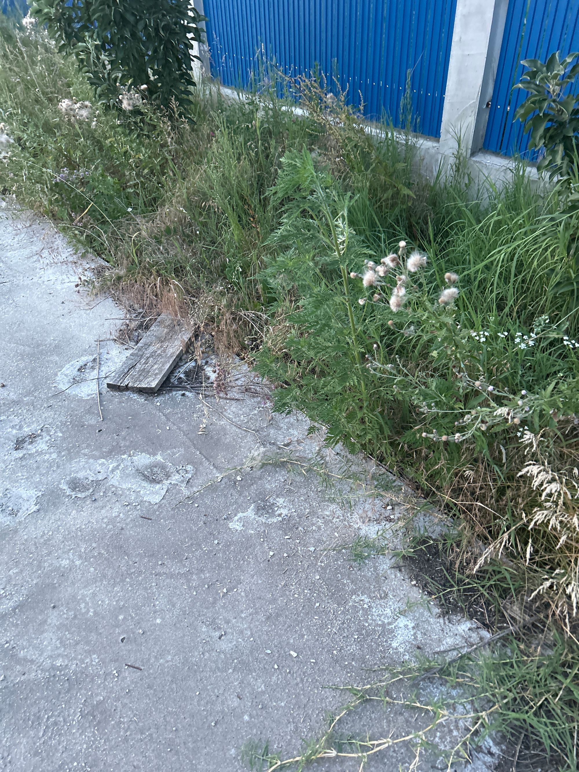 Ambrozie in Str. Zorilor 11-13, Grădiștea, Comuna Grădiștea, Județul Ilfov