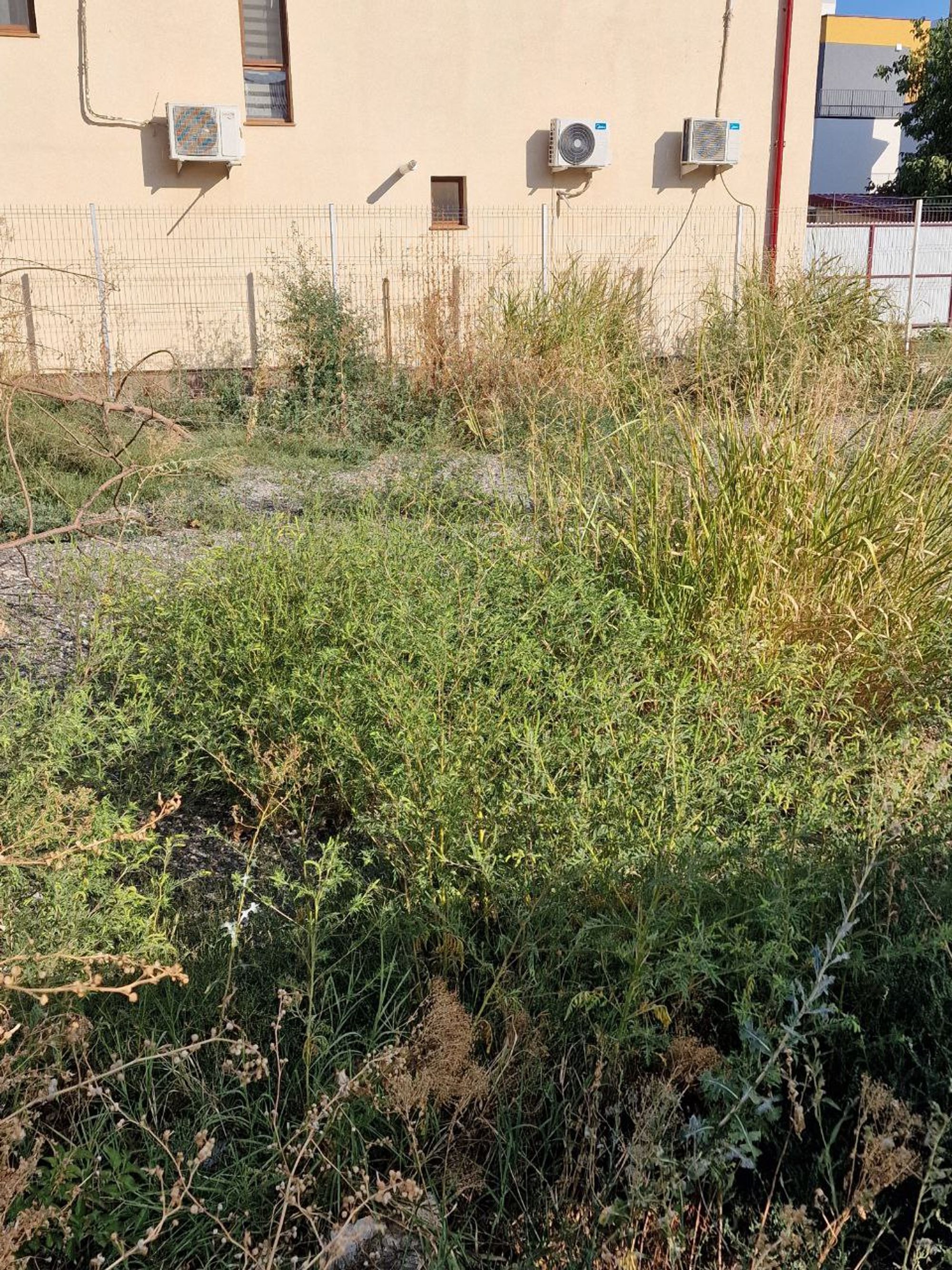 Ambrozie in Drumul Gura Făgetului 24, București, Municipiul București - 5884184859029654081.jpg